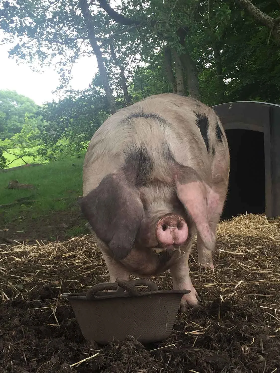 Its-a-pigs-life-at-the-free-fange-farm-The-Decent-Company-in-Monmouthshire.jpg