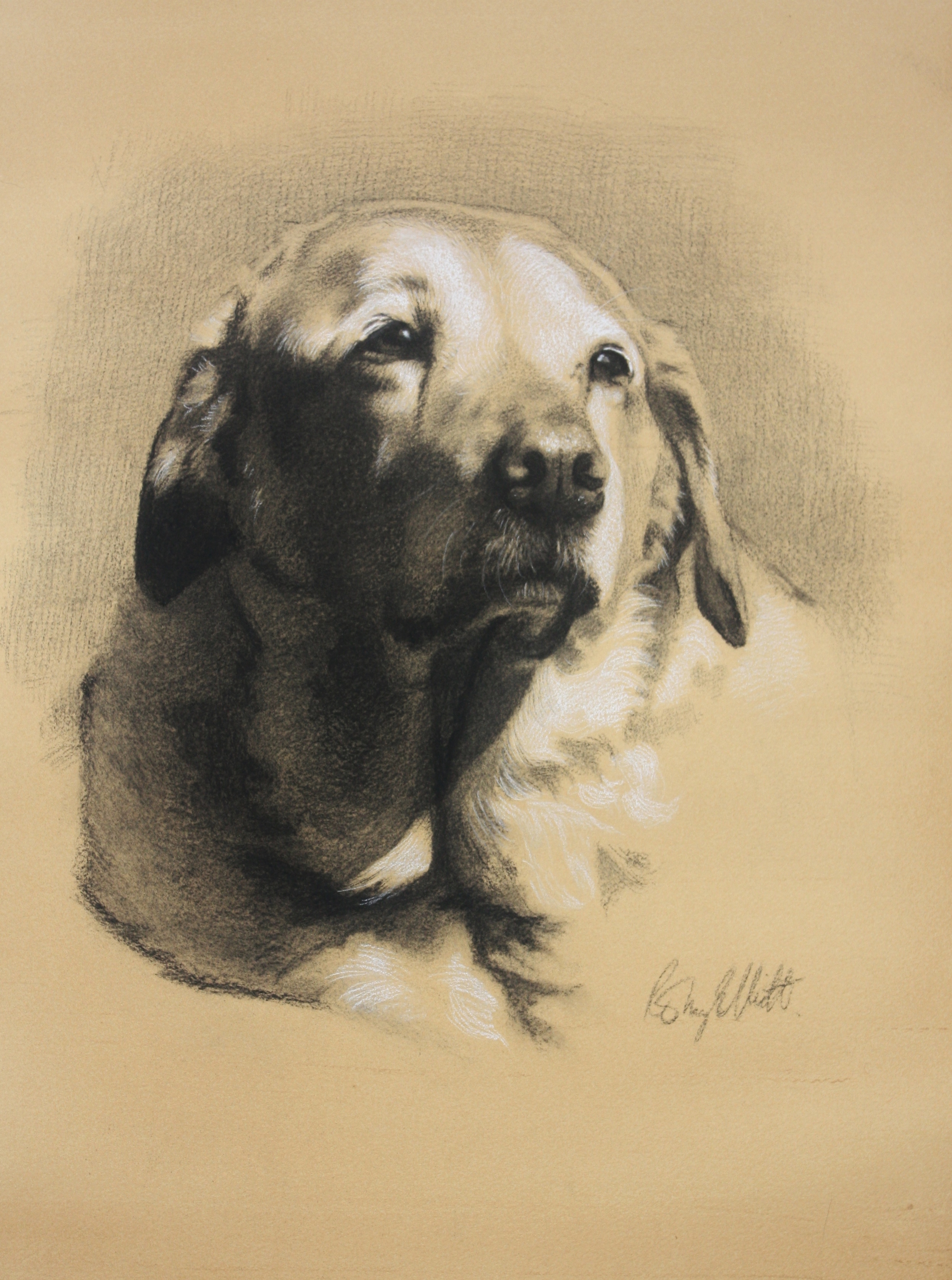 Charcoal and white chalk, Golden Labrador. 16x20 inch (2).JPG