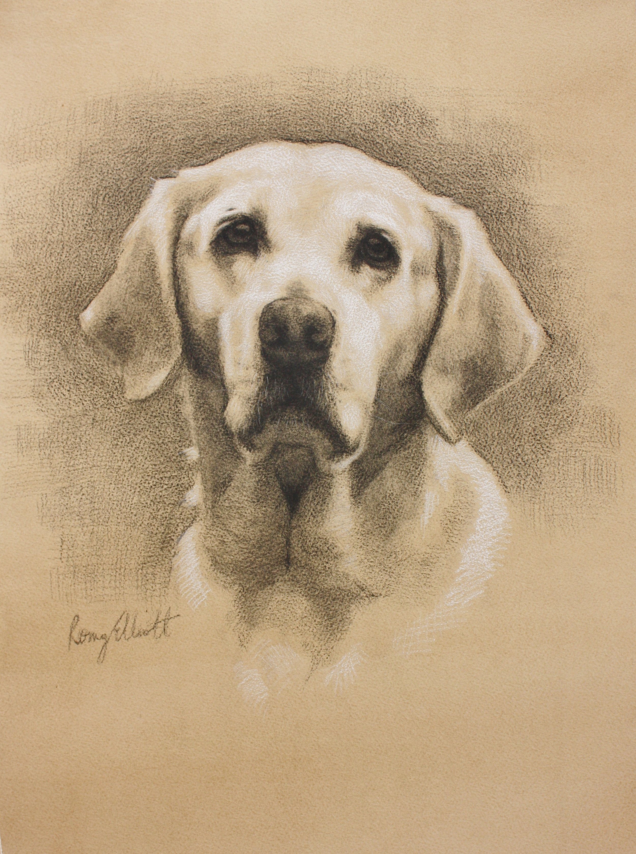 Charcoal and white chalk, Golden Labrador, 16x20inch.JPG