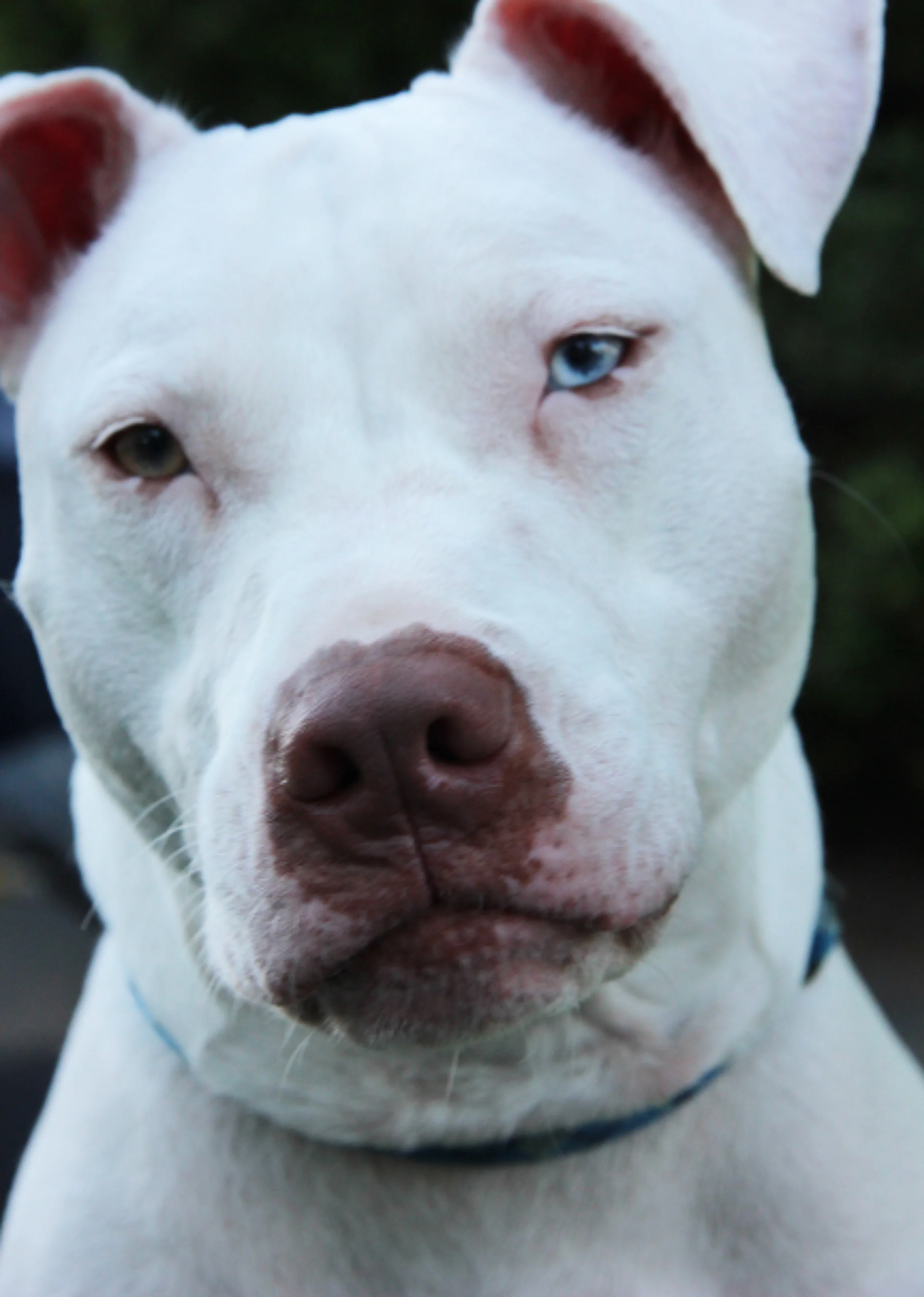 Hitch, the Magnet Dog.jpg