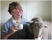 My Friend Jane Dyer and her Sheep.jpg