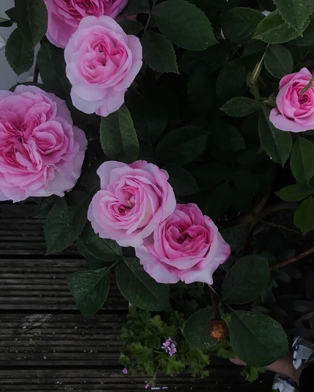 Roses, Attar, feet...
Flower-wise I&rsquo;m not a pink person, but I can&rsquo;t resist the scent of Gertrude Jekyll. Pot of attar of roses nestling underneath, not to mention the sweet sedum out of shot which the dog is diligently trying to kill by 
