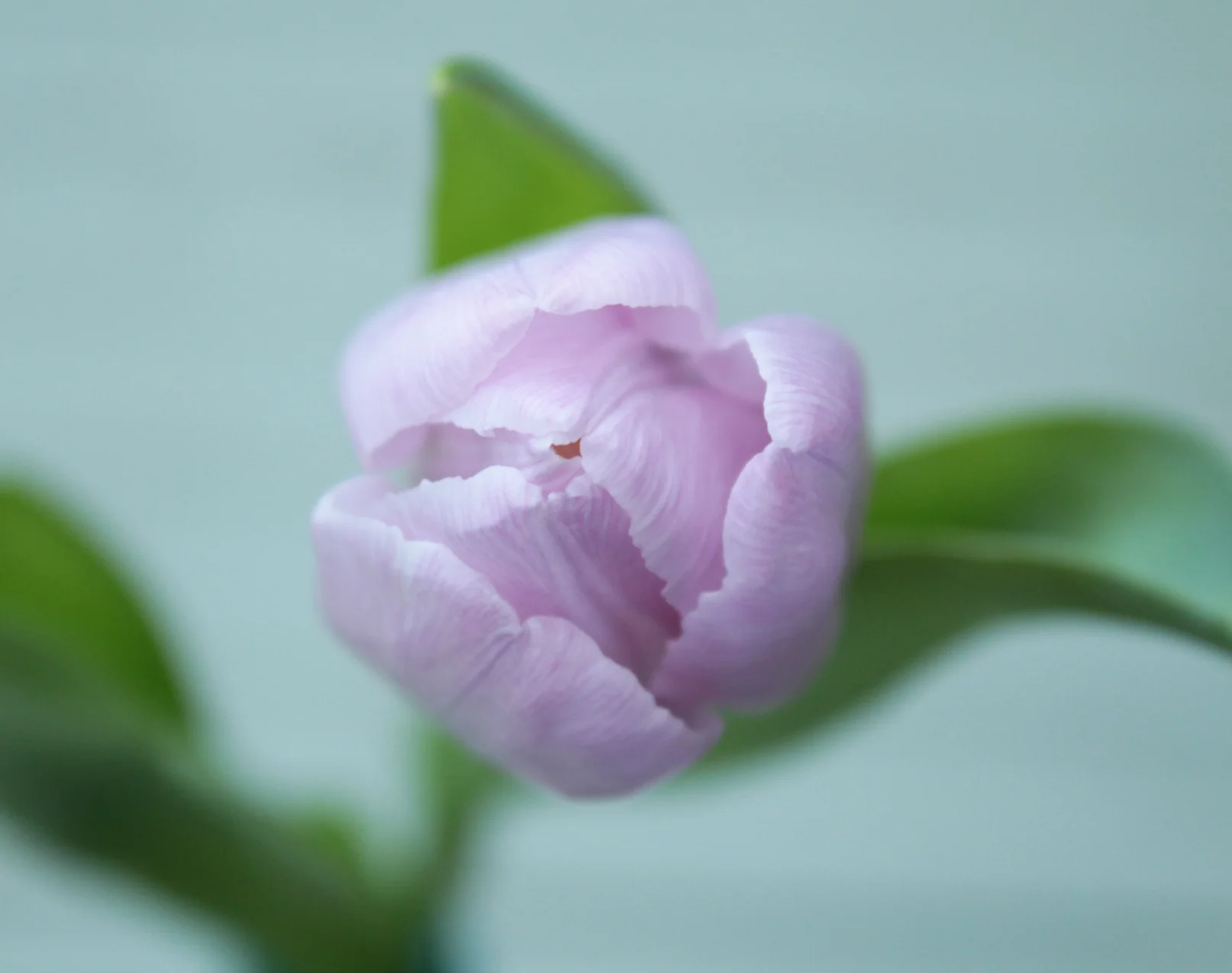 tulip.jpg