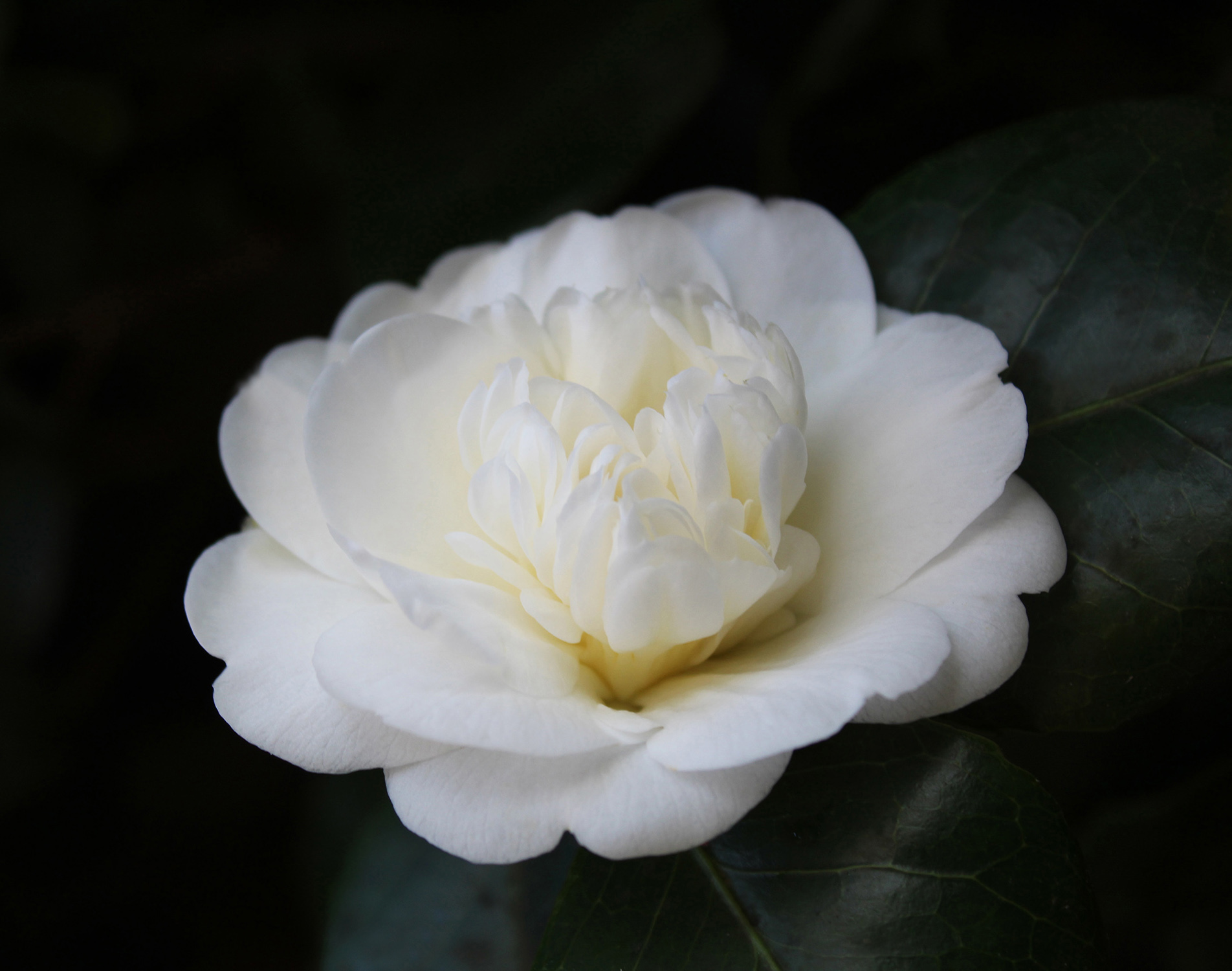 camelia.jpg