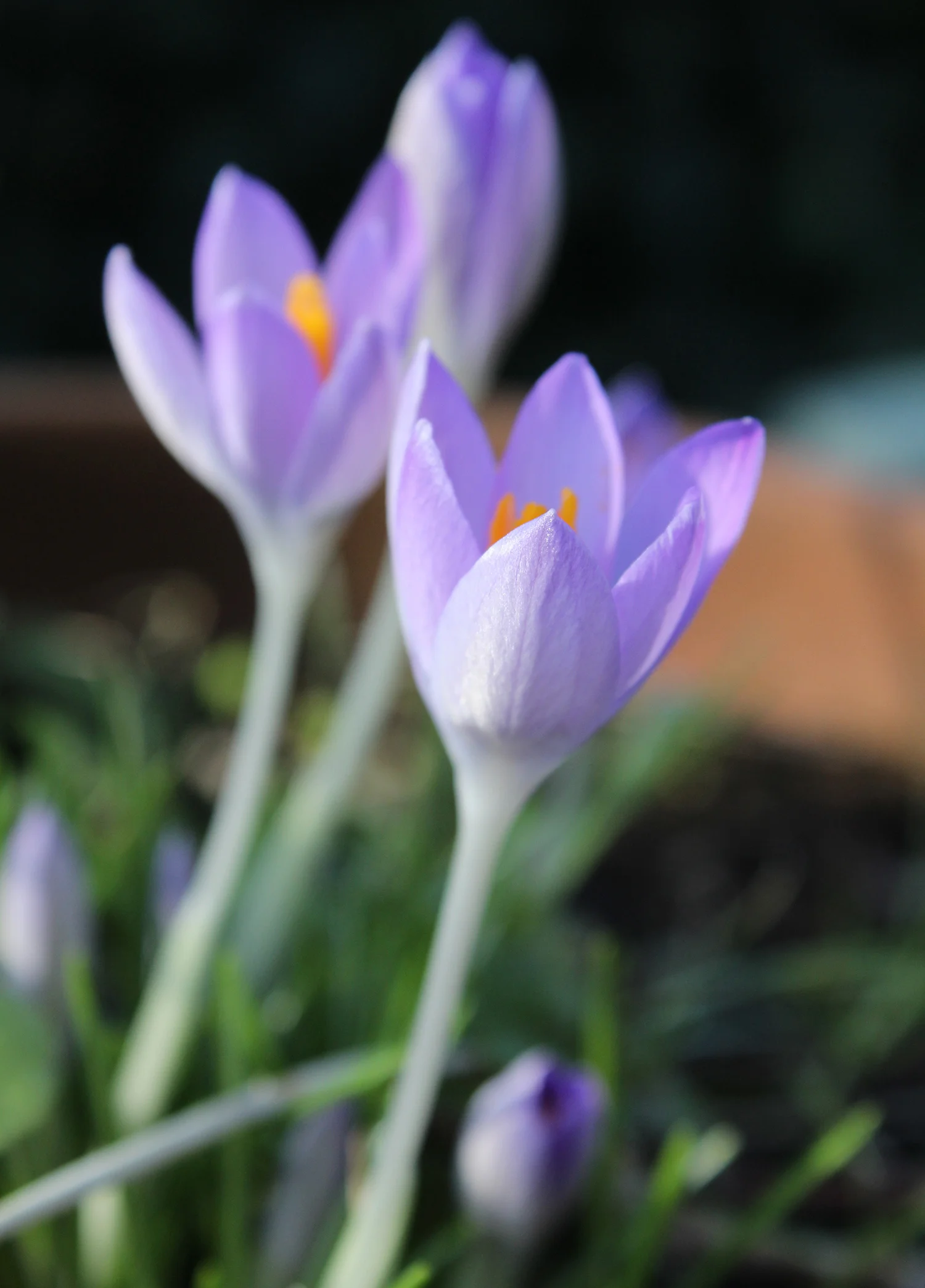 crocus.jpg