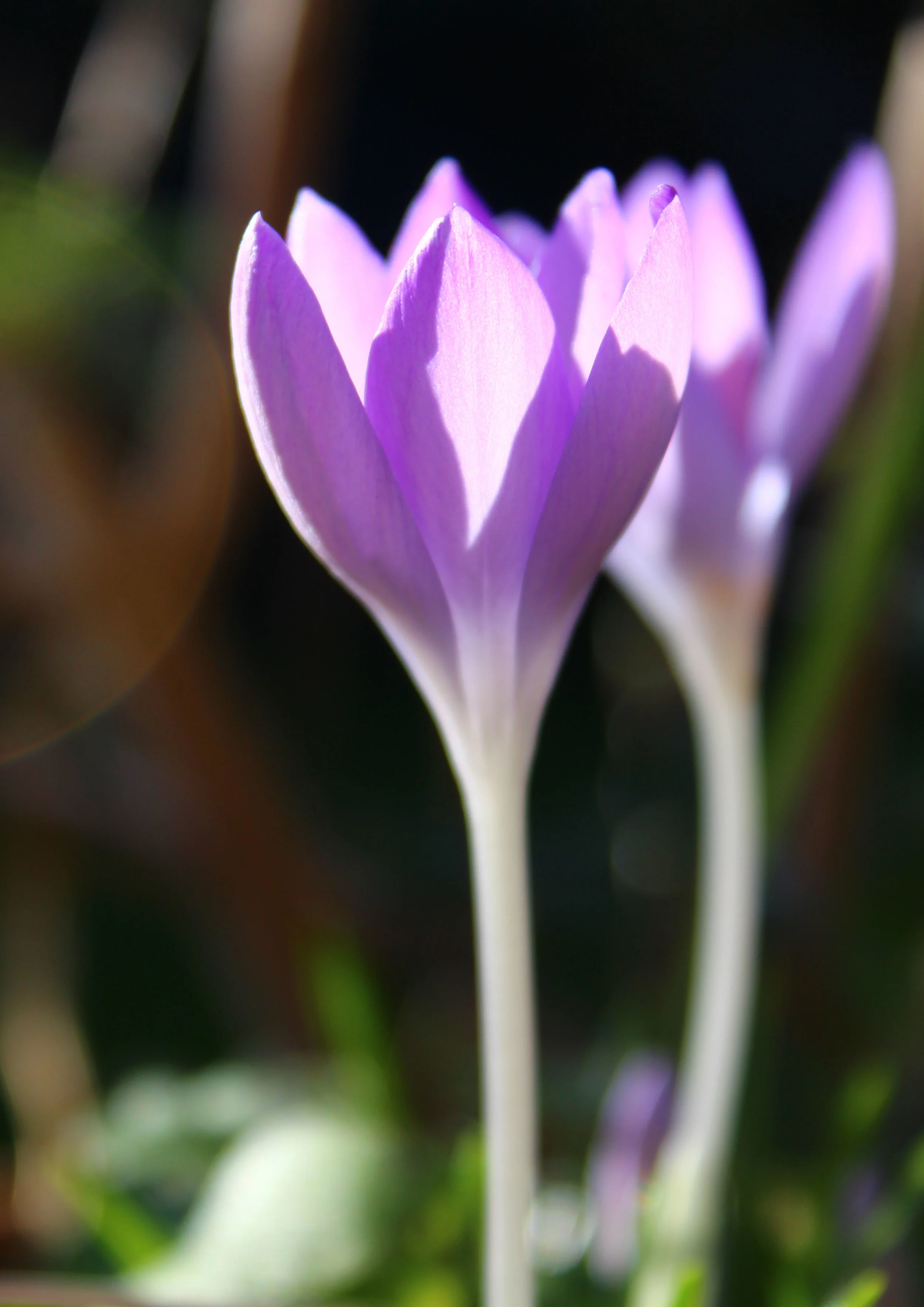 crocus3.jpg