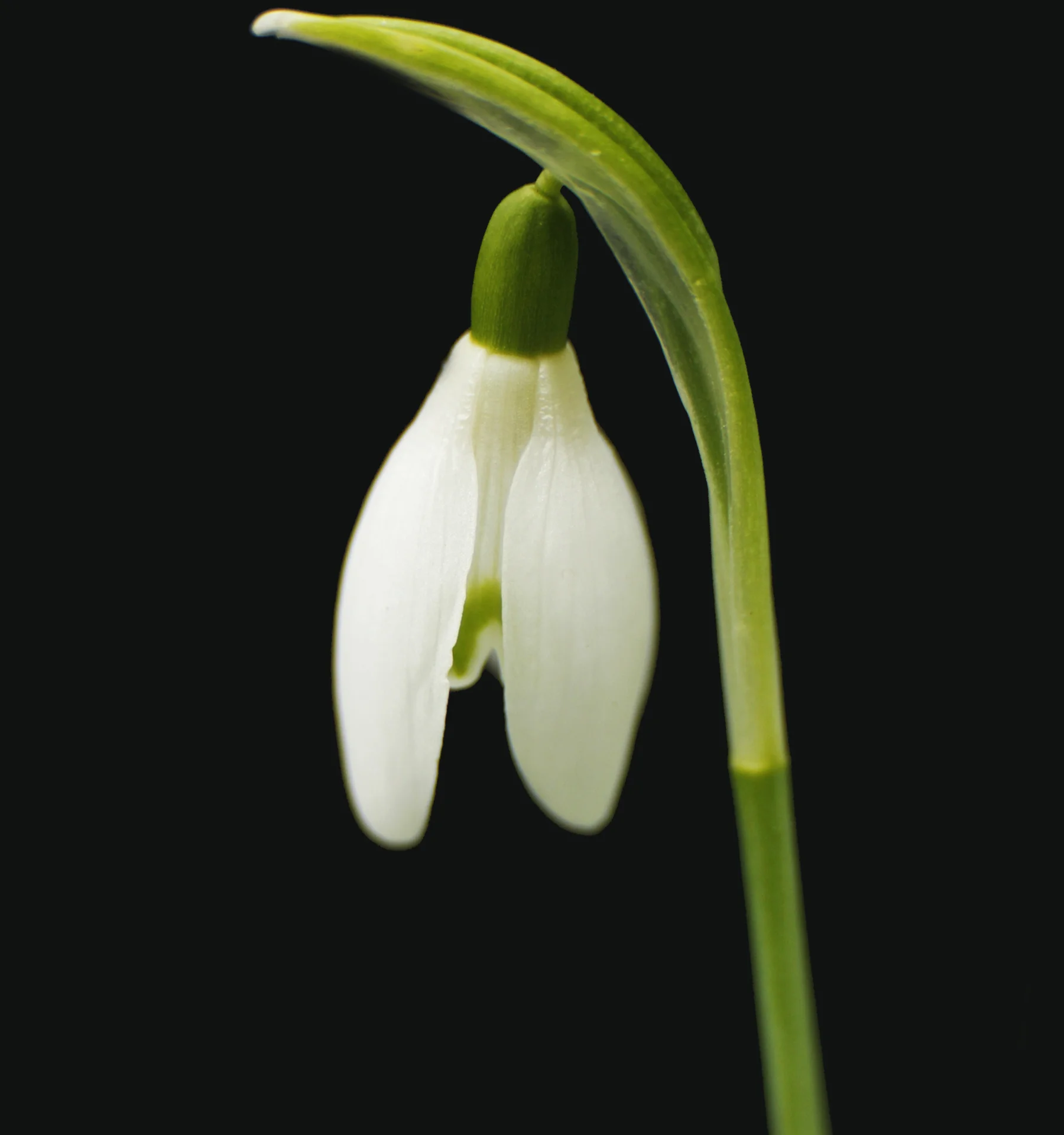 snowdrop2.jpg