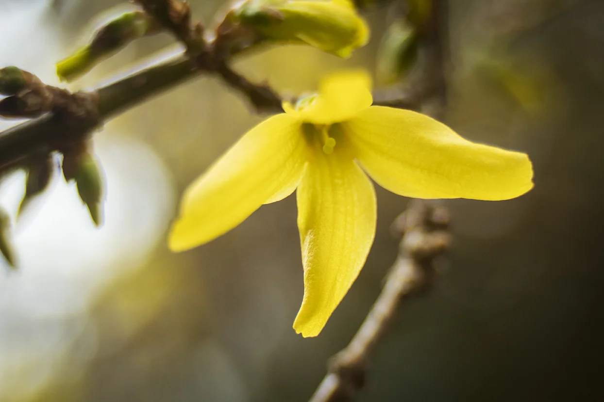 Forsythia insta.jpg