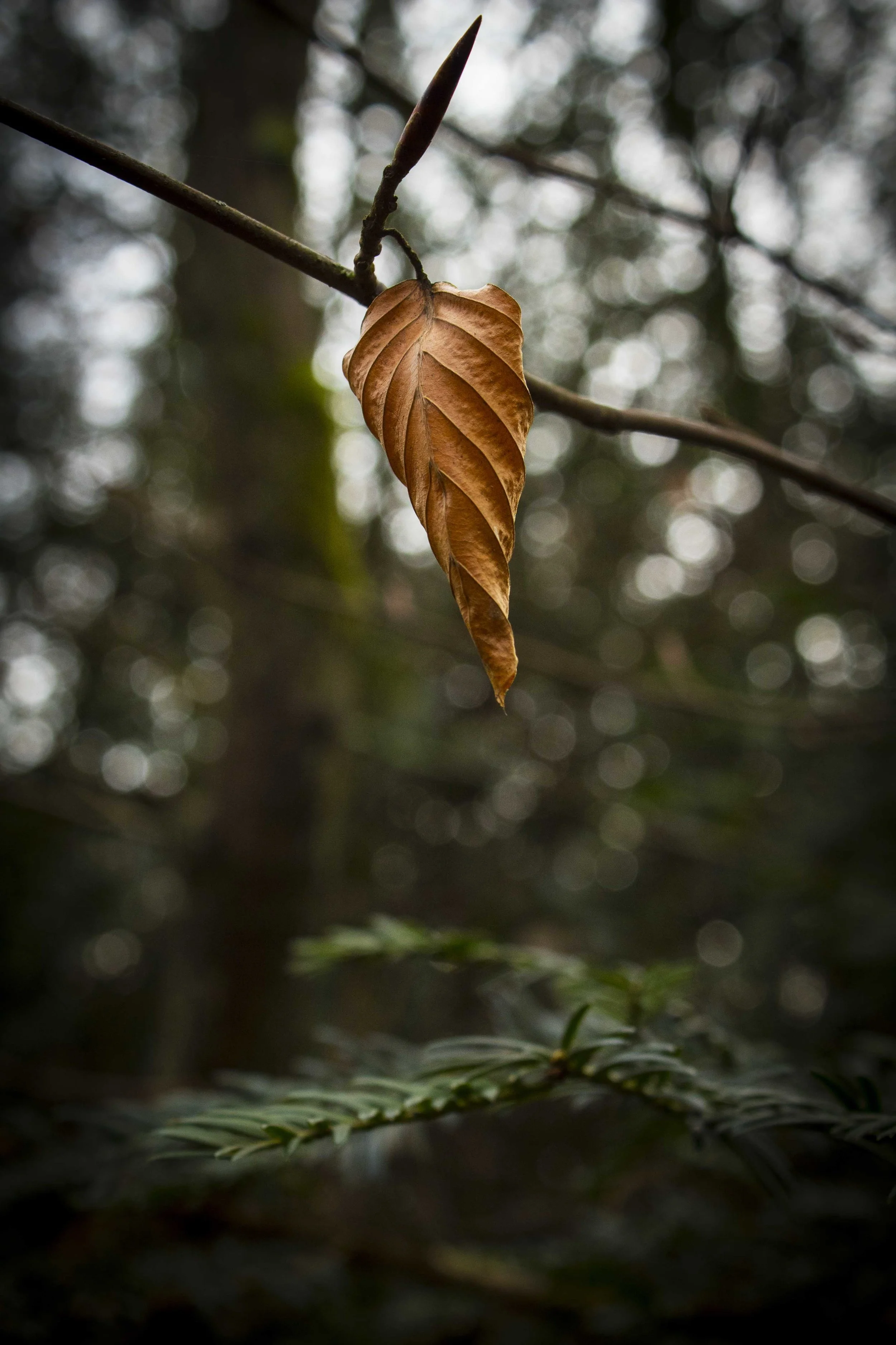 last leaf.jpg
