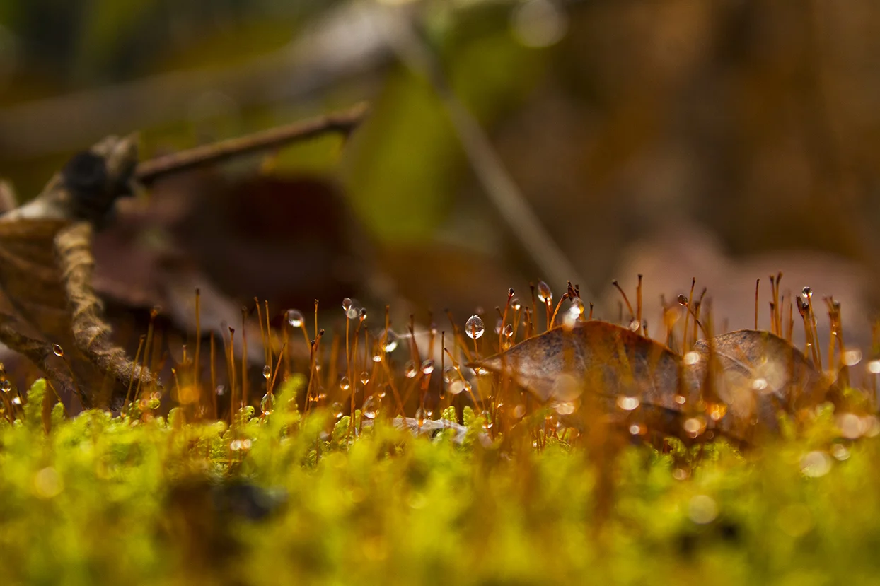 moss.jpg