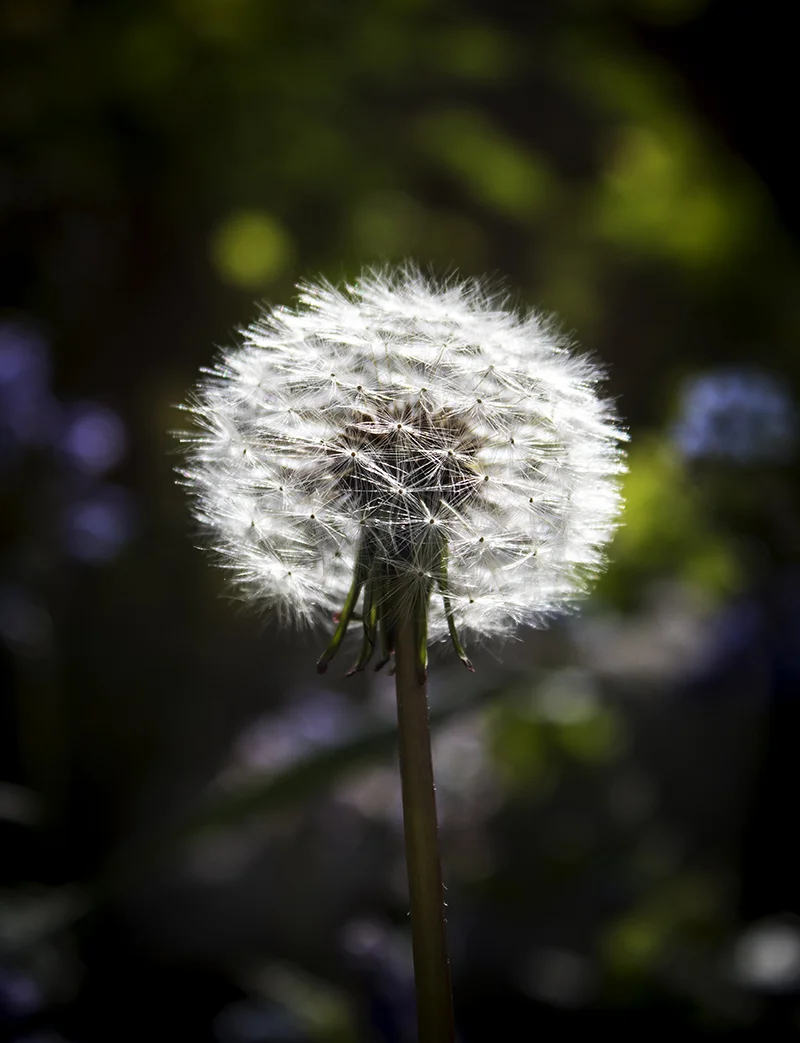 dandilion.jpg