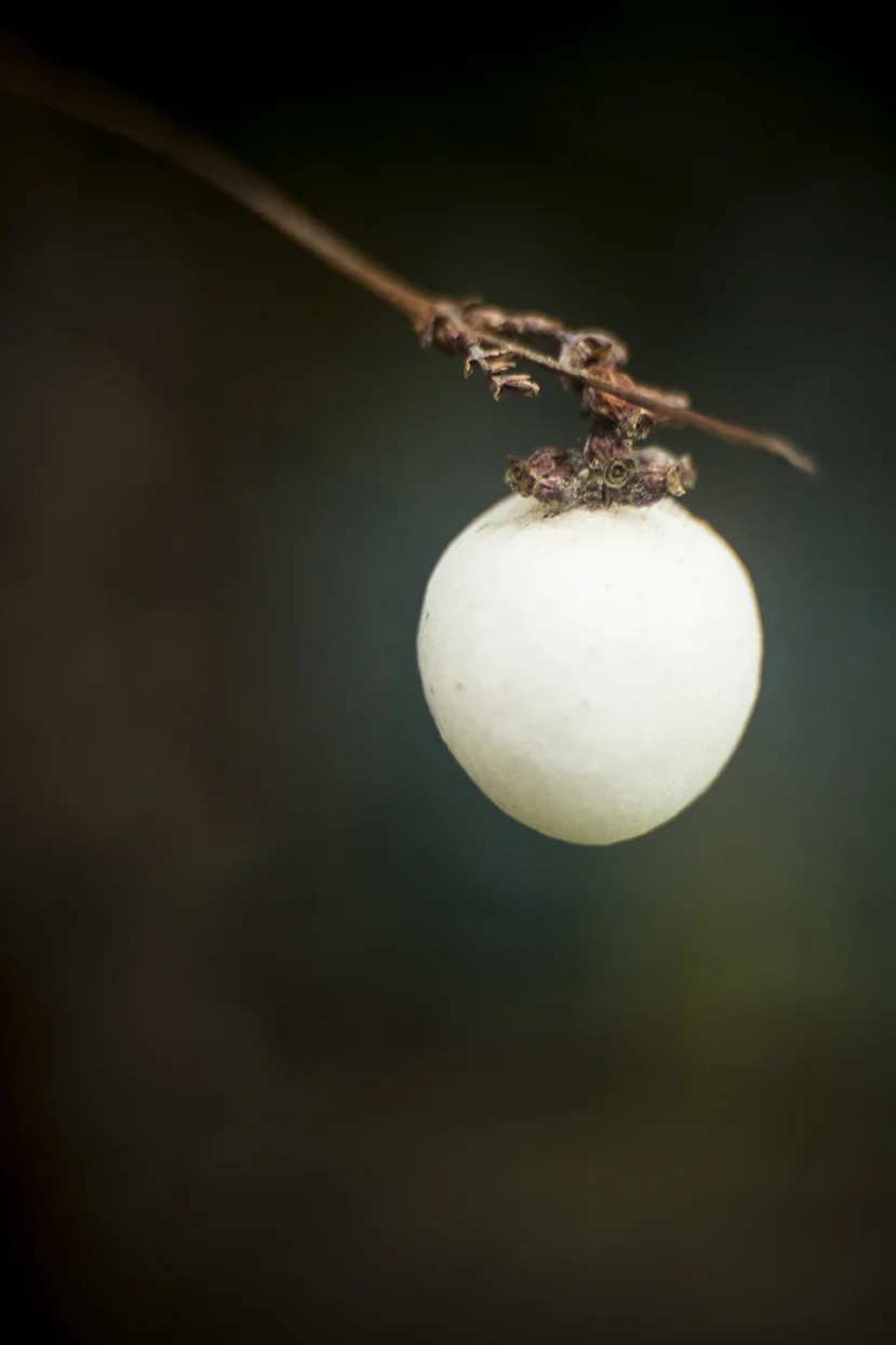 snow berry_g.jpg