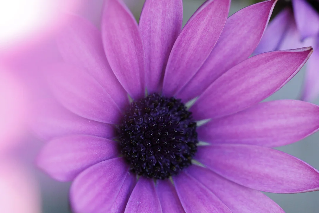 small web flower 1.jpg