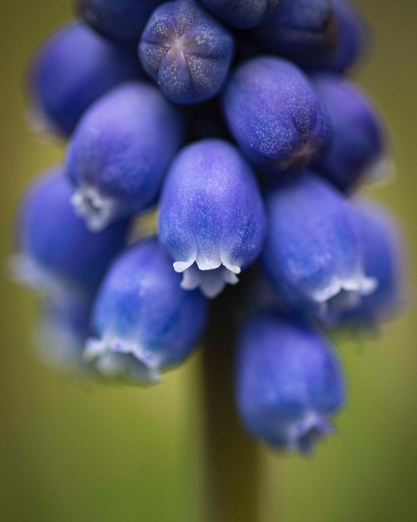 True blue the first signs of spring - a baby grape hyacinth flower detail.
&bull;
#gavinshawcreative.com/gsc-print-shop
&bull;
#Fresh and #delicate #winterflowers #grapehyacinth #londongarden #bulbs #urbangarden - fresh and #wedgewood #wedgewoodblue 