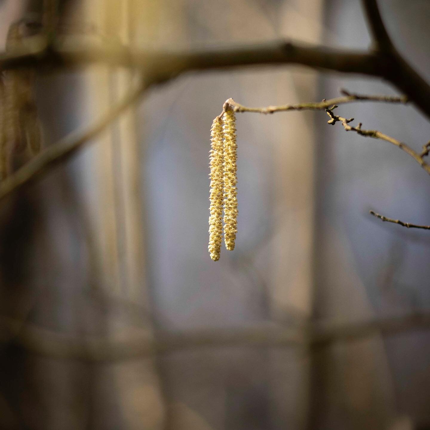 Like a pair or dangling earrings #hazeltree #male #catkins they are all around at the moment. The female flower will later produce  the #nuts.
&bull;
www.gavinshawcreative.com/gsc-print-shop
&bull;
#hazel #tree #catkins #country #walk #male #flower #
