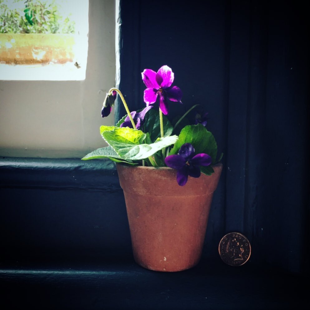 #instaminiflowers The violets are out - fooled by the earlier warmth - small but impactful when grown in mass
&bull;
Gavinshawcreative.com/gsc-print-shop
&bull; 
Simple little display brightens up the windowsill 

#miniature #flowerdisplay - it's #wi