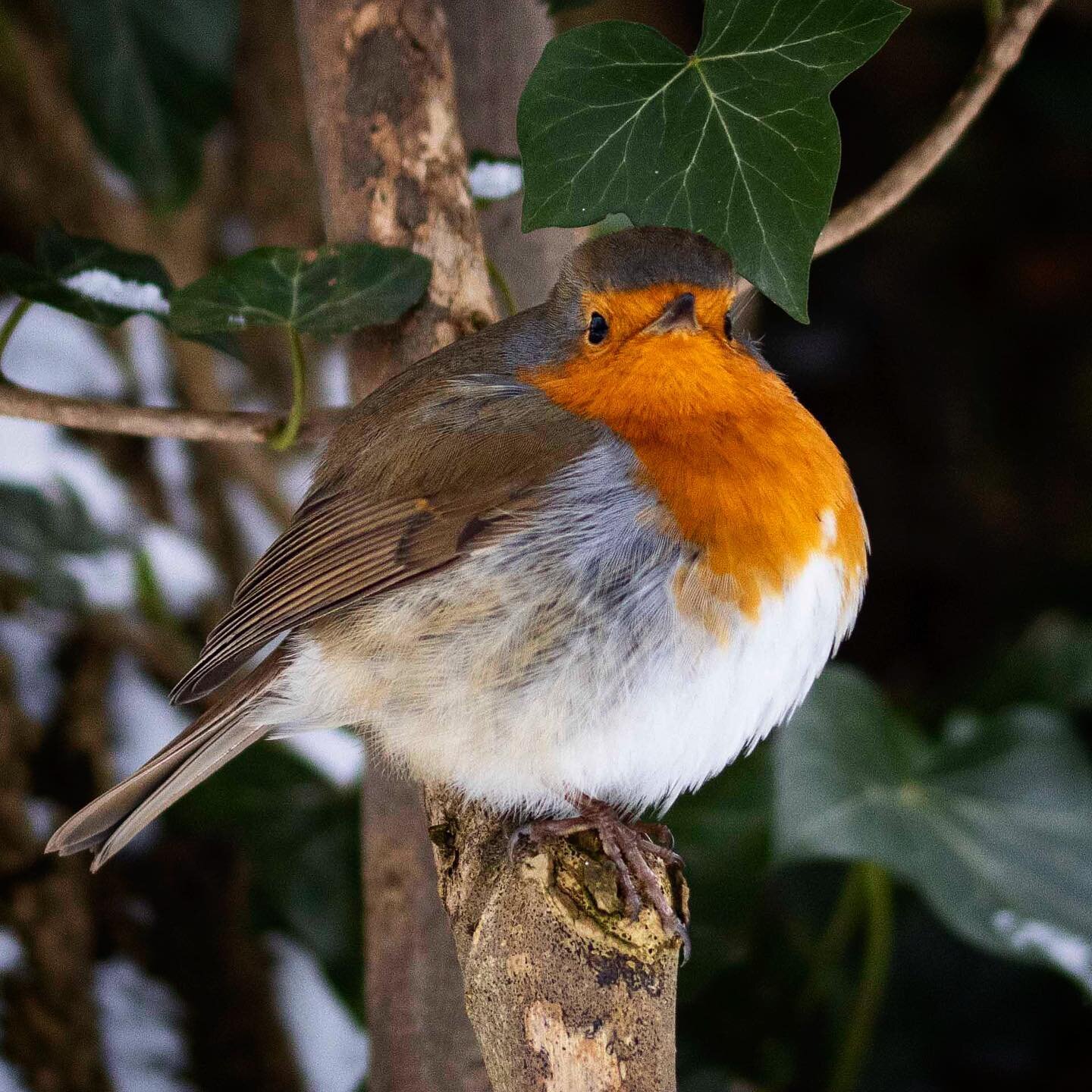 I met this little chap 3 times on my lunchtime break #superposer  #christmascardcute #justforme  #featheredfriend glad I had my camera 😀
&bull;
#gavinshawcreative.com/gsc-print-shop
&bull;
#takentimeout #freetime #britishwildlife #capturedmoments #w