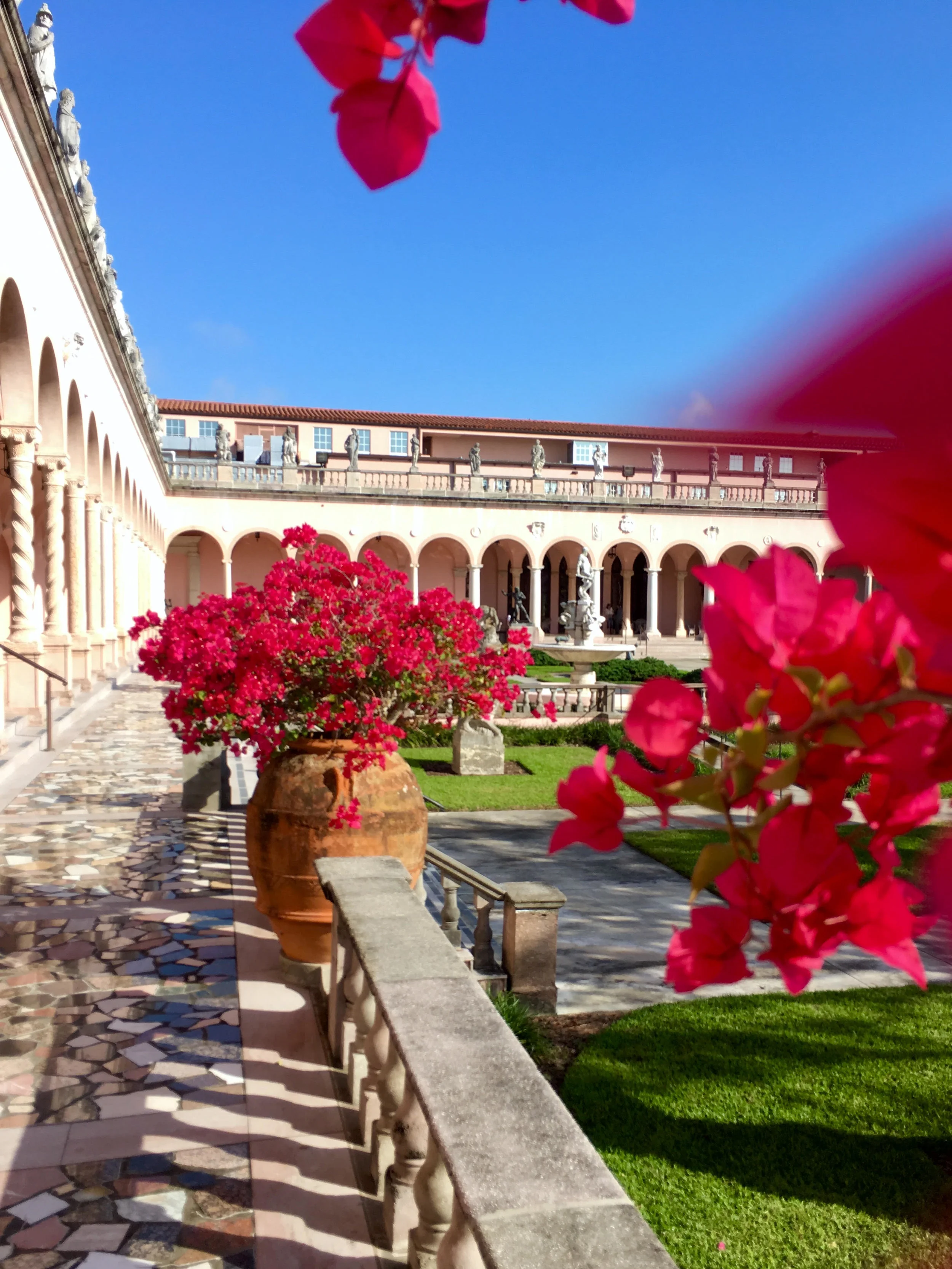 Bougainvillea 3.jpg