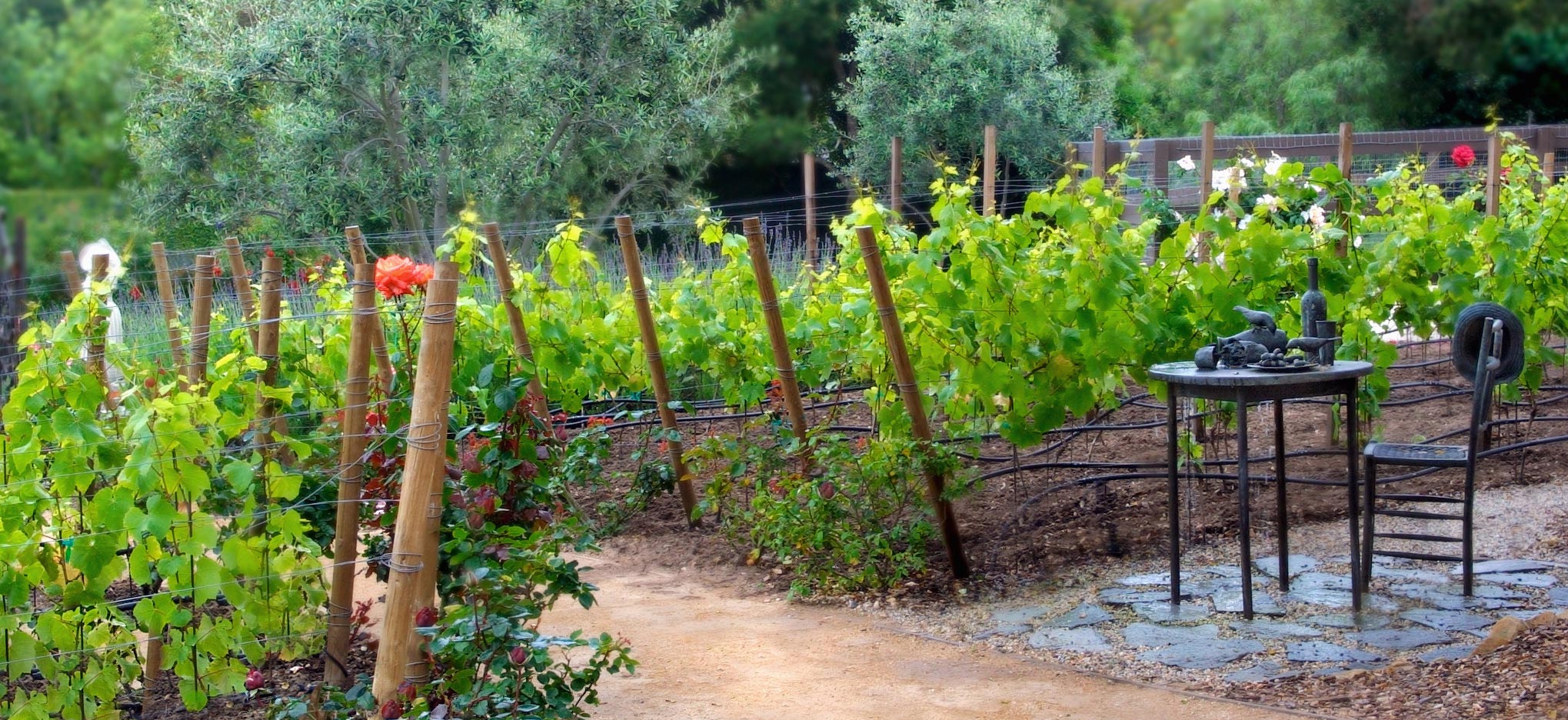 4-vineyard.jpg