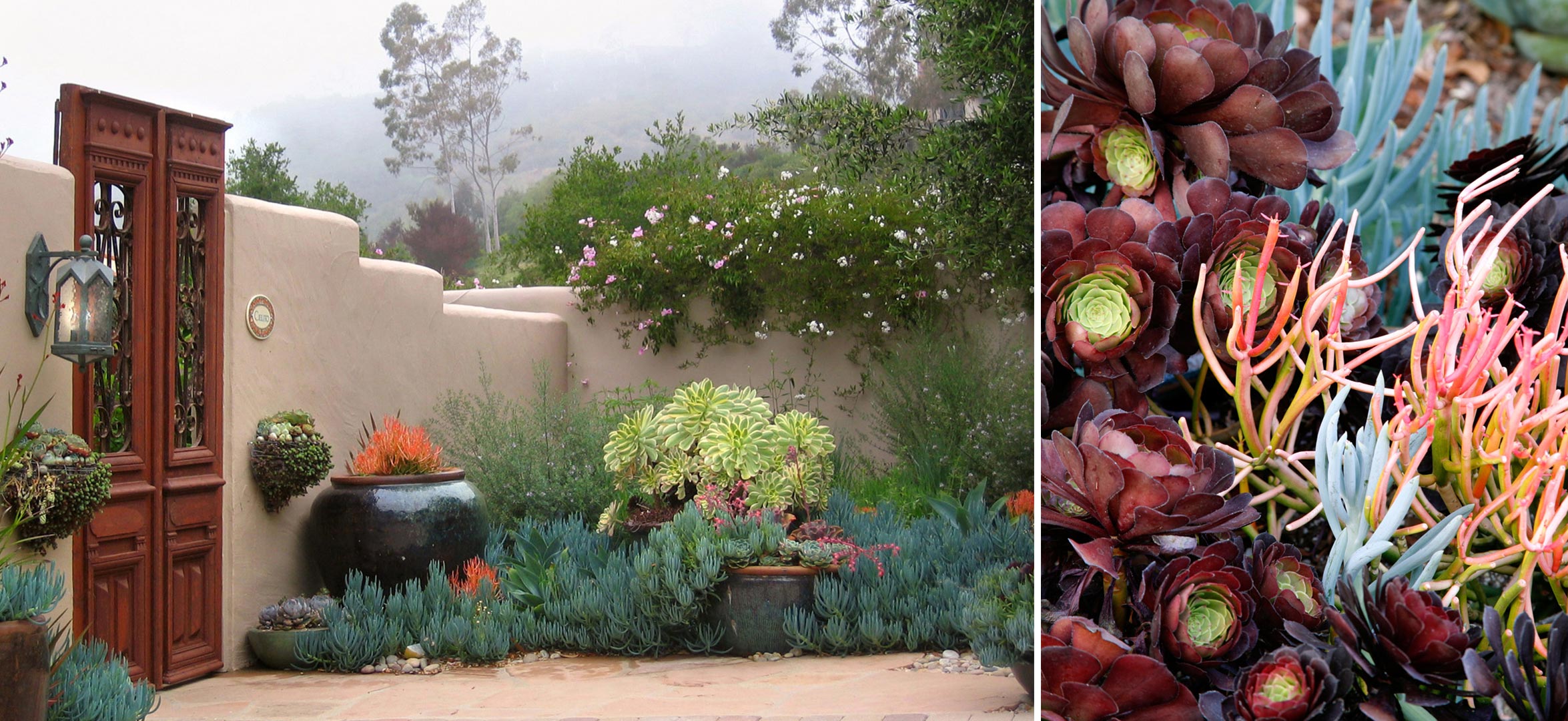 5-gate-entry-succulents.jpg