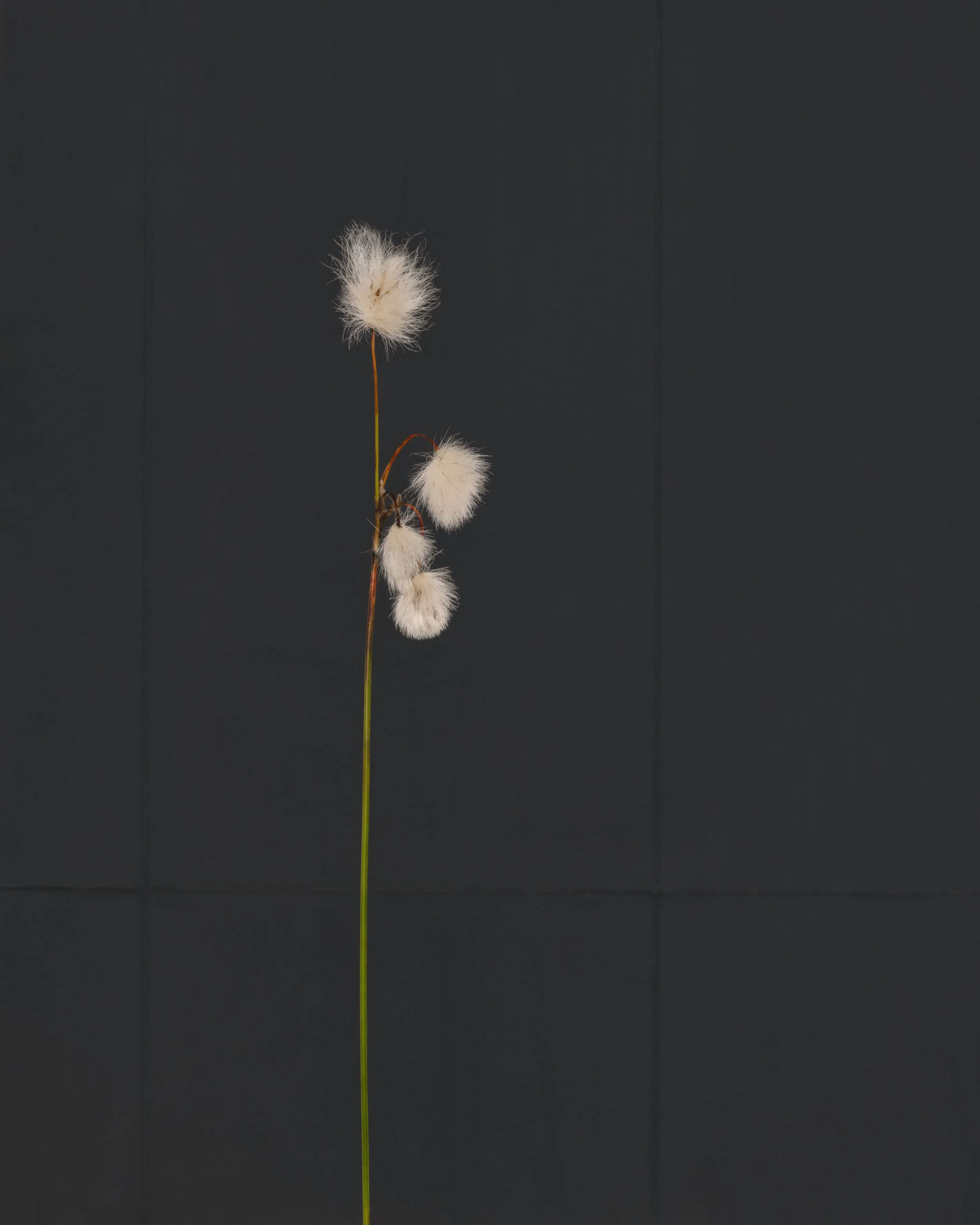 Cottongrass.jpg