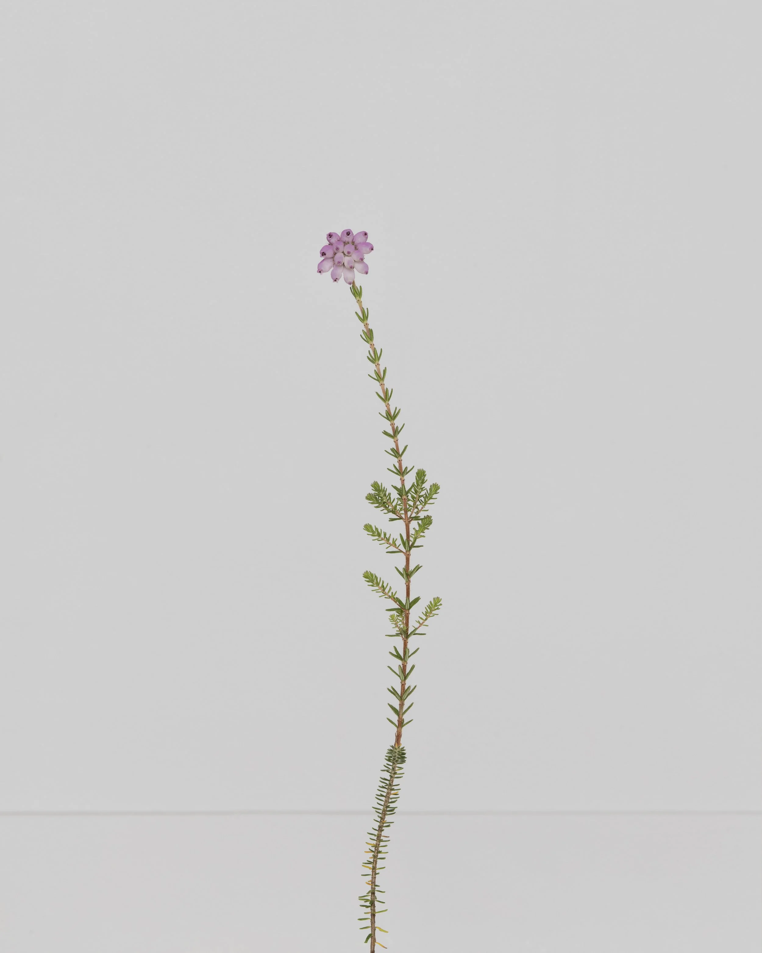 Cross leaved heath.jpg