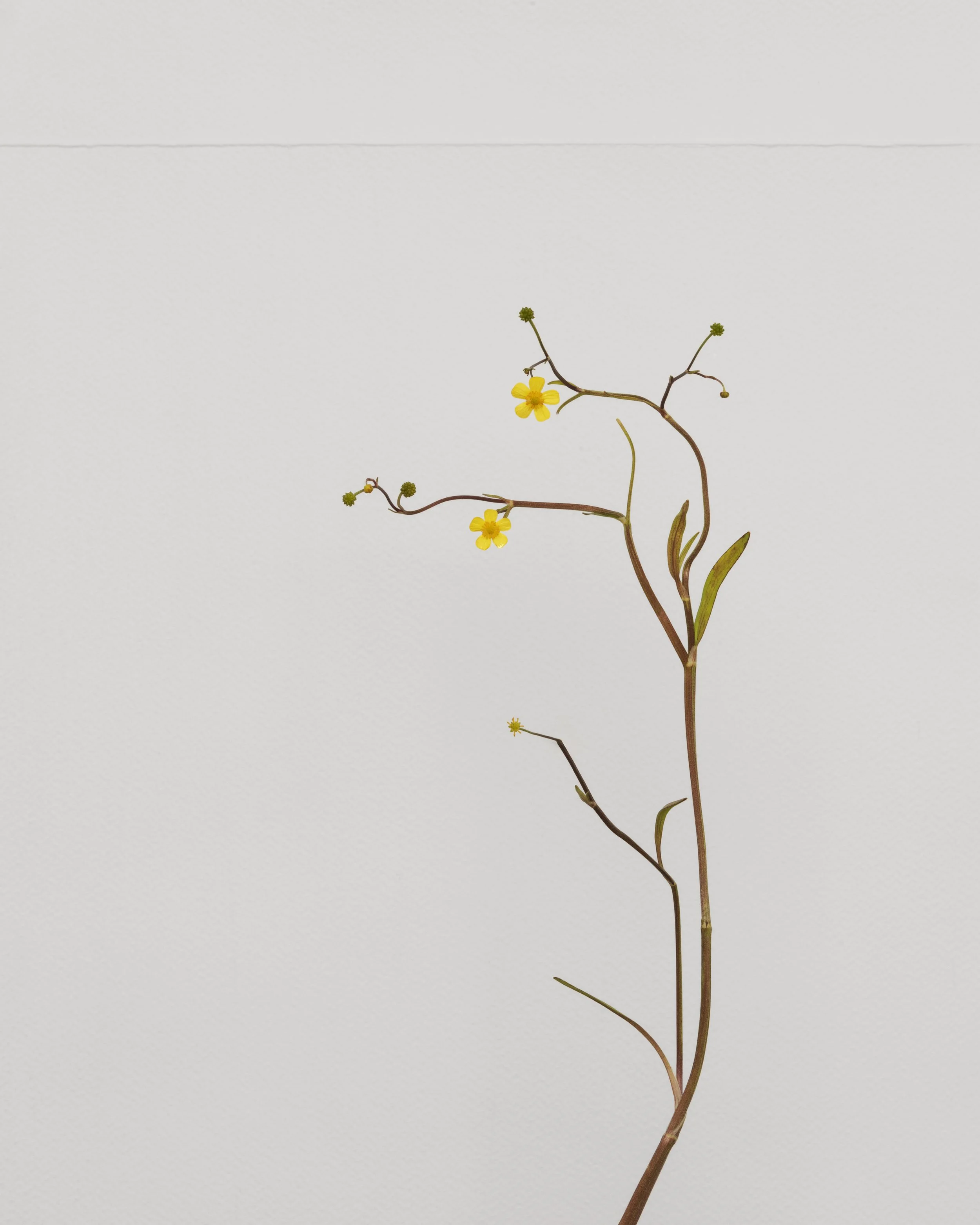 Lesser spearwort.jpg