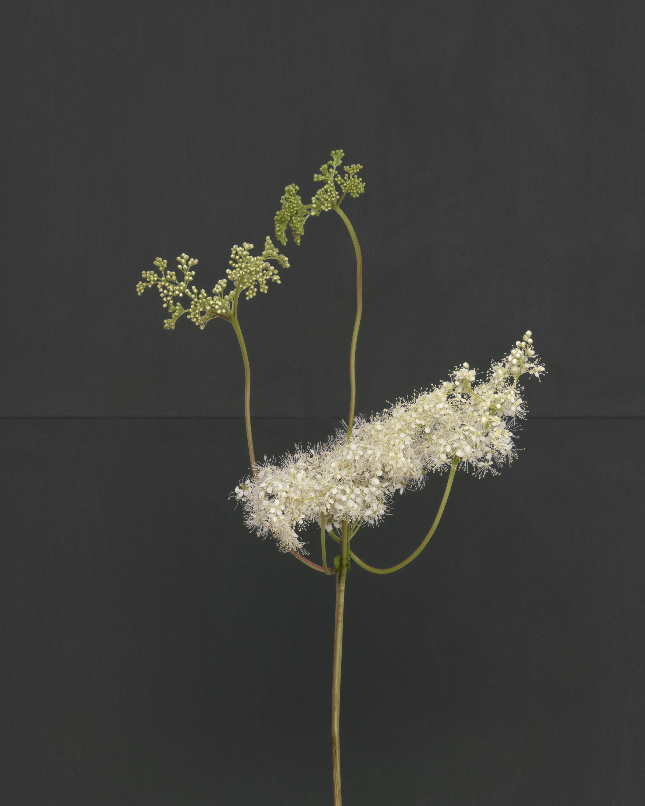 Meadowsweet ii.jpg