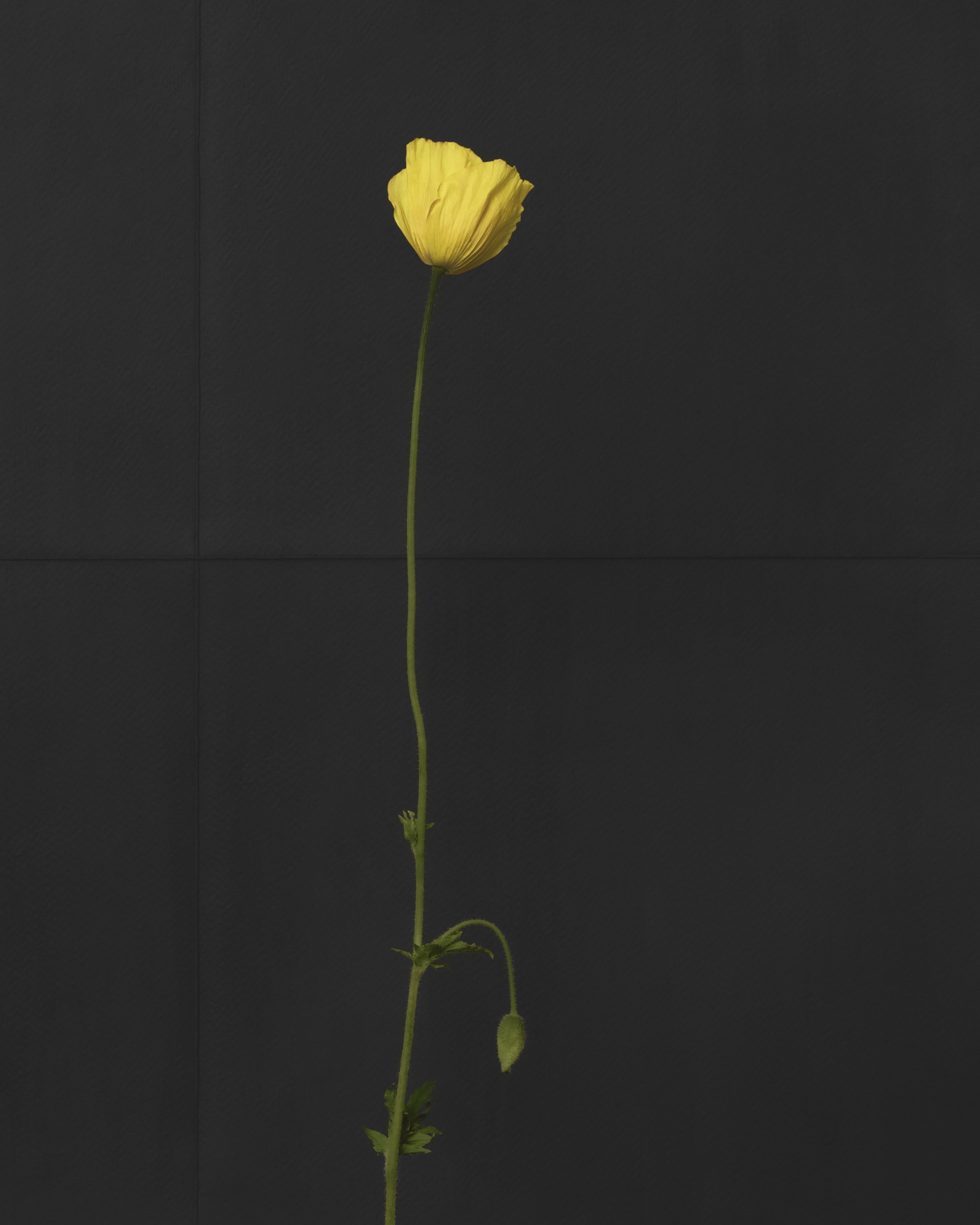 Welsh poppy.jpg
