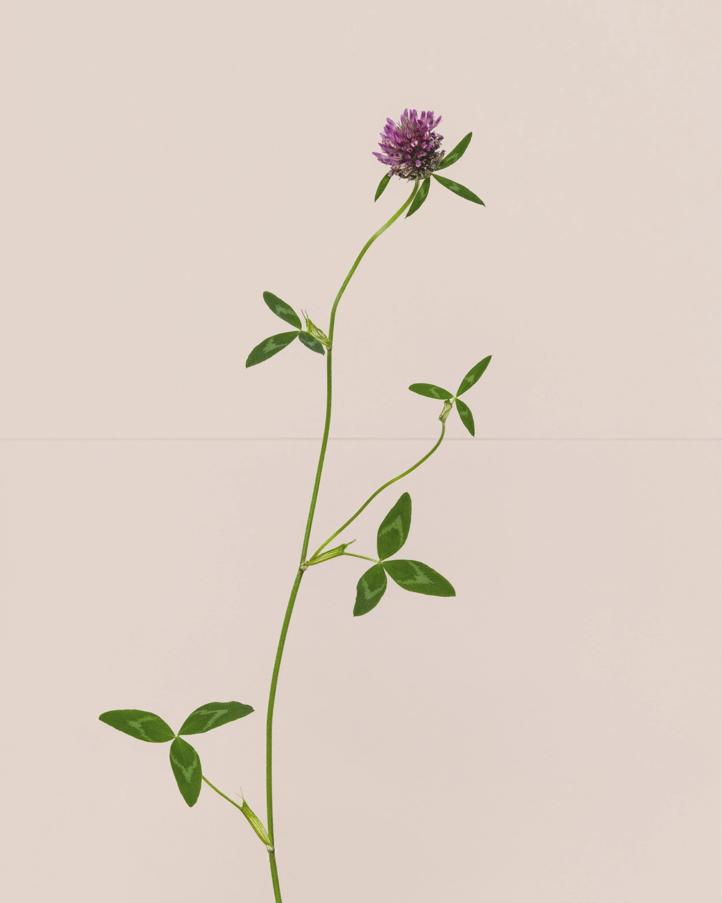 18 Red Clover.jpg