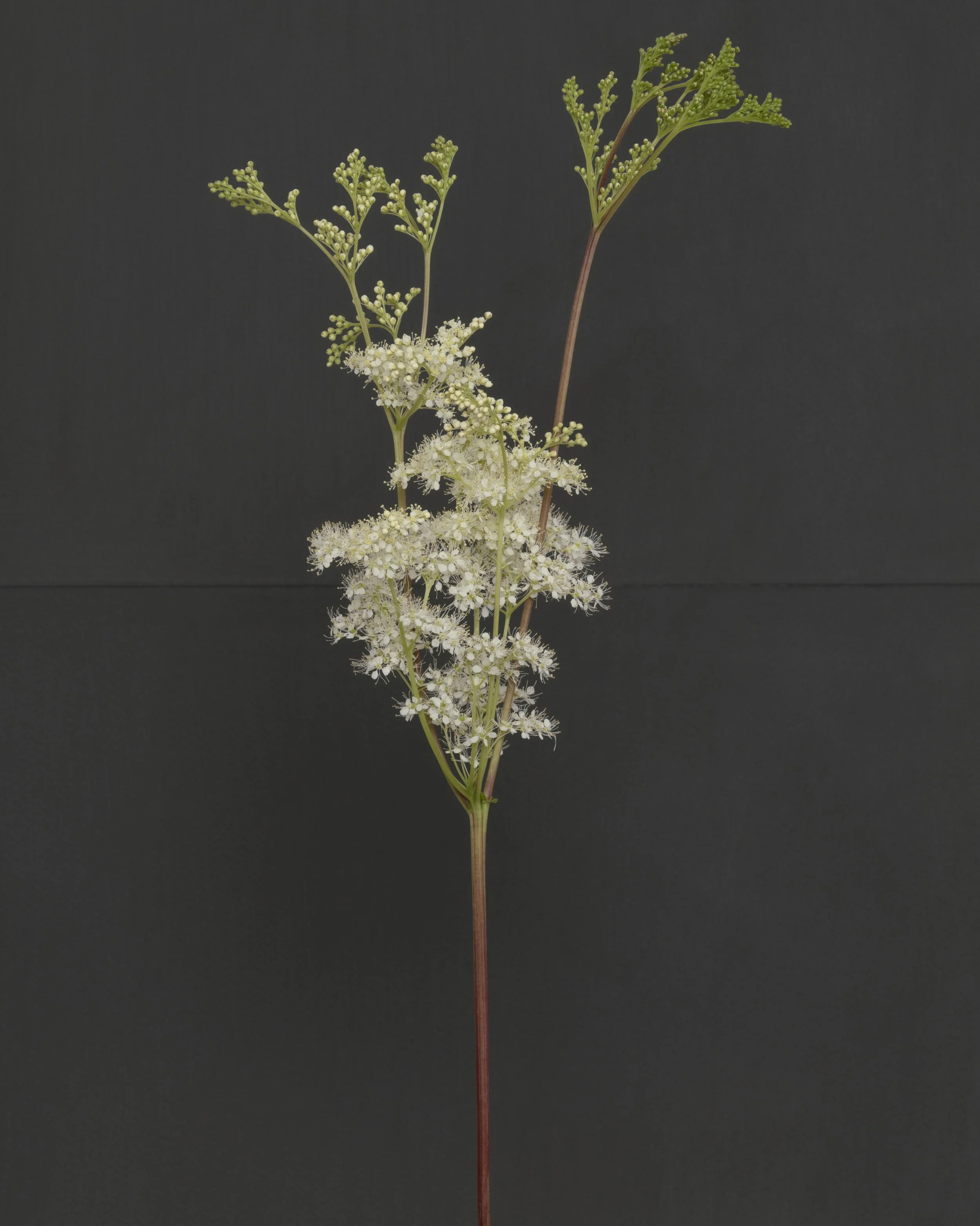 2Meadowsweet.jpg