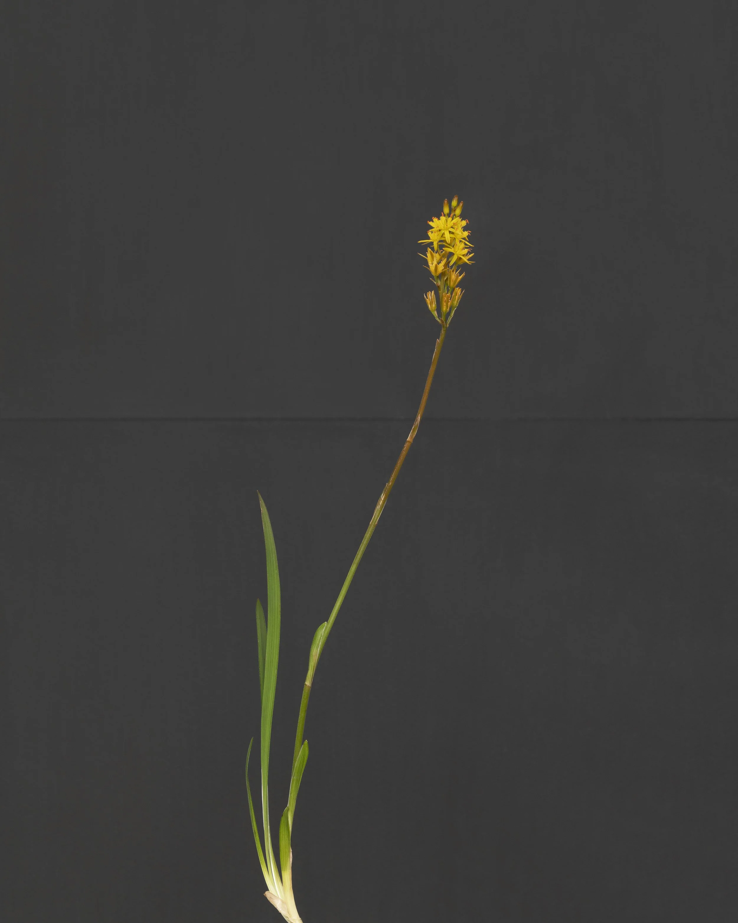 5 Bog asphodel.jpg