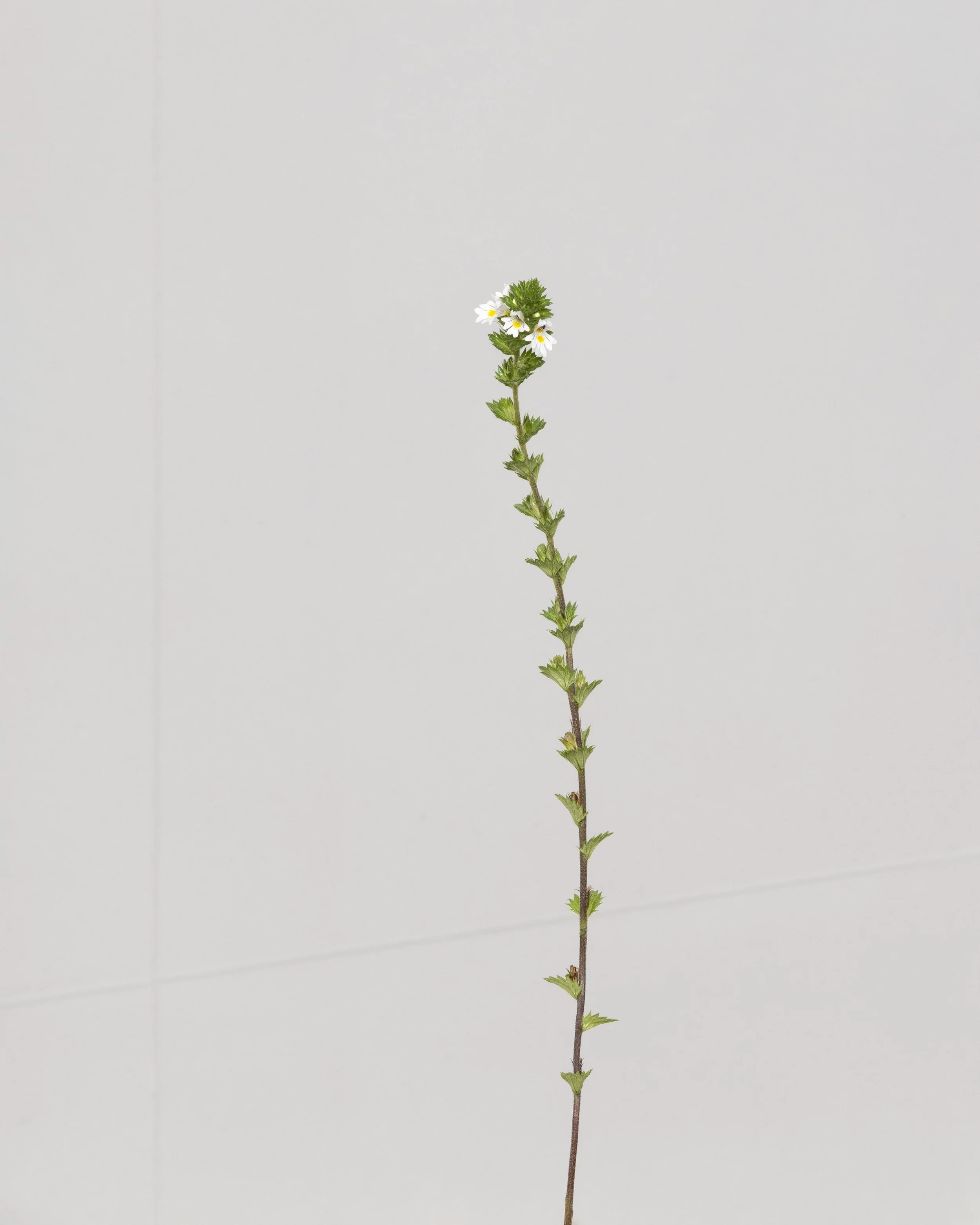 15 Eyebright.jpg