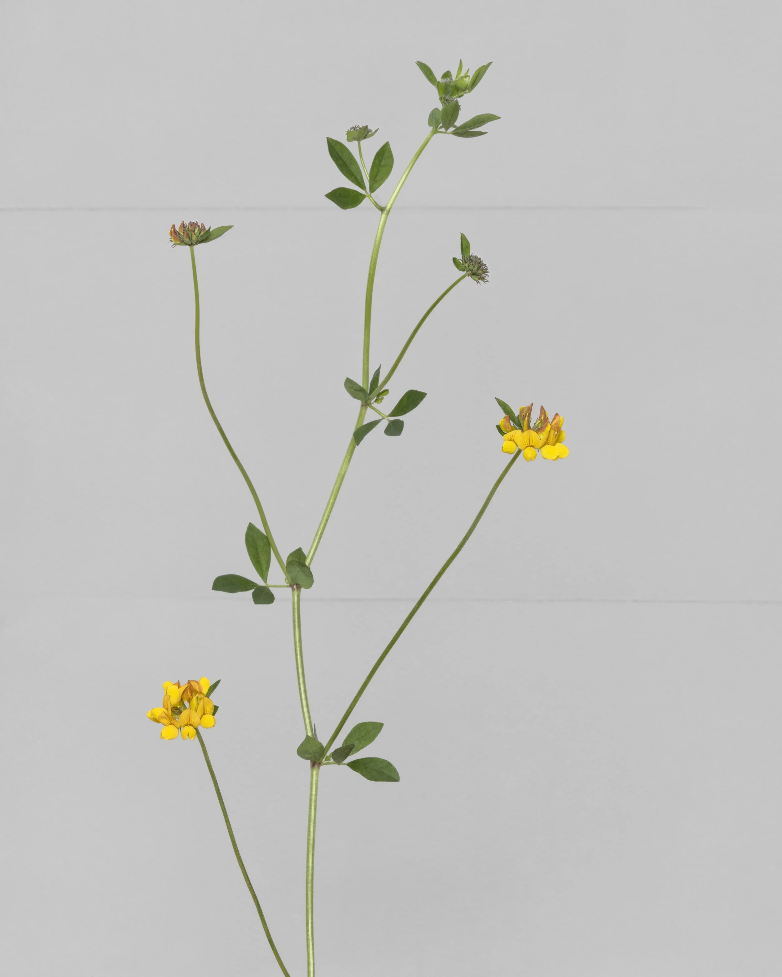 14 Greater Bird's-foot-Trefoil.jpg