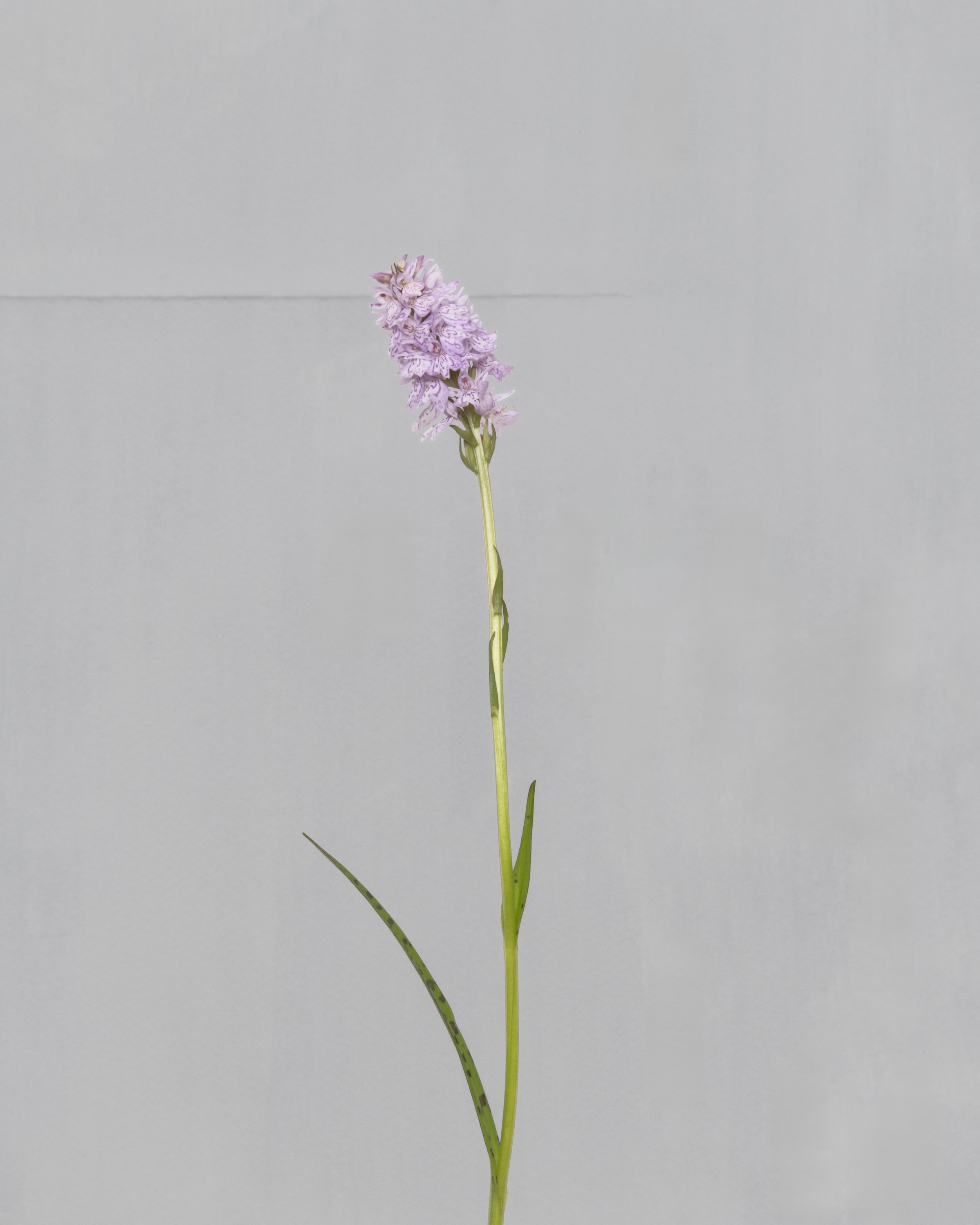 17 Heath Spotted-orchid.jpg