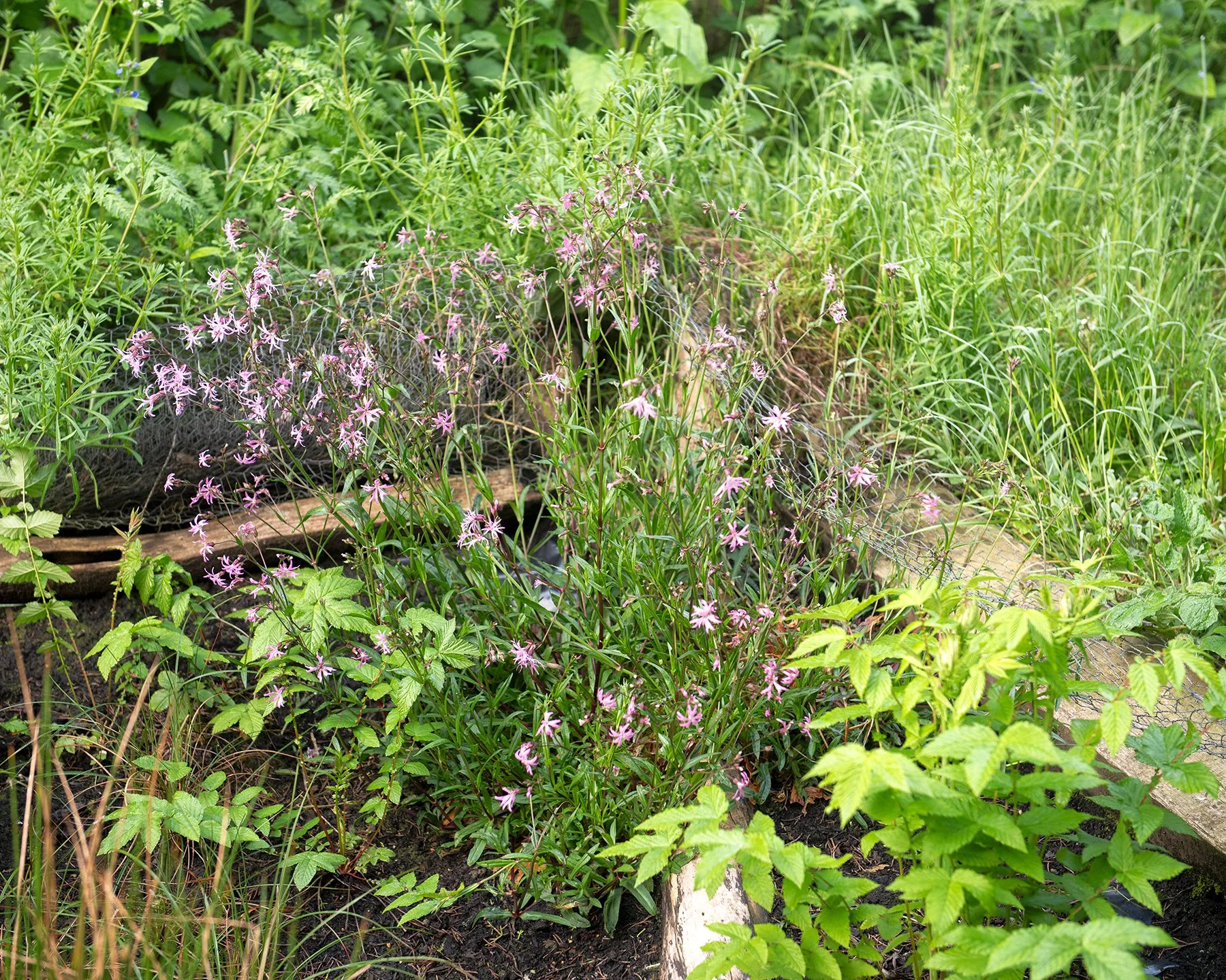 18constructed garden copy.jpg