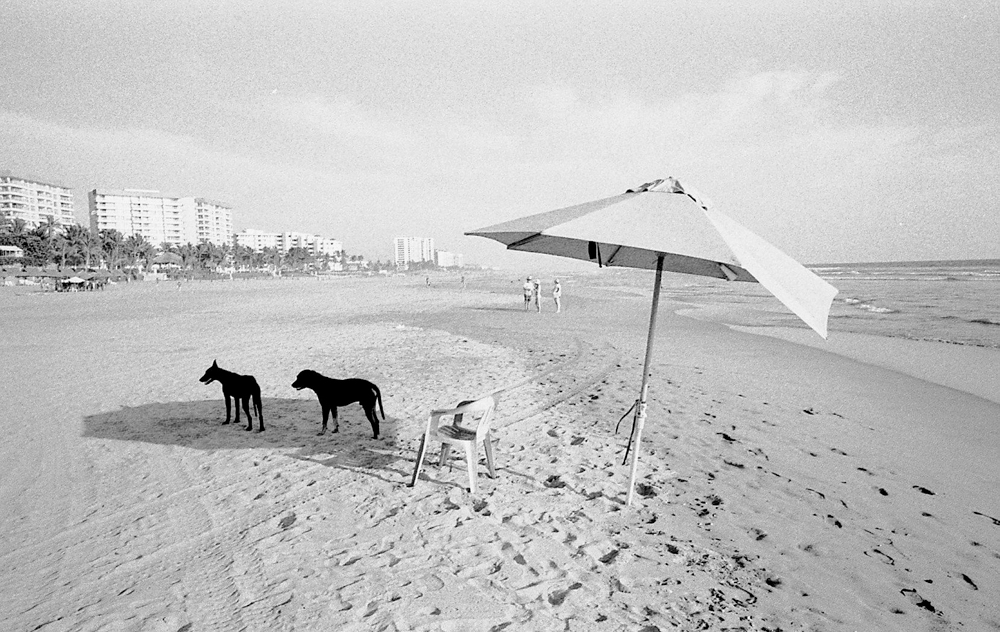 NewWork9AcapulcoDogsBeach.jpg