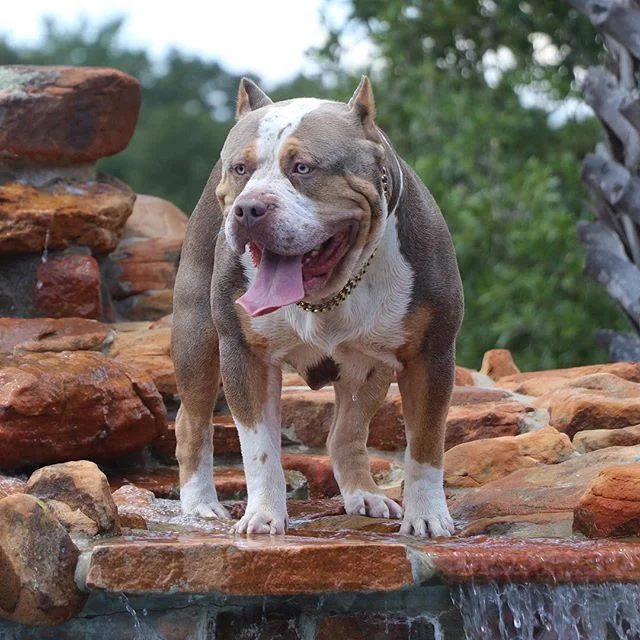 Ace Contact Ace Kennels