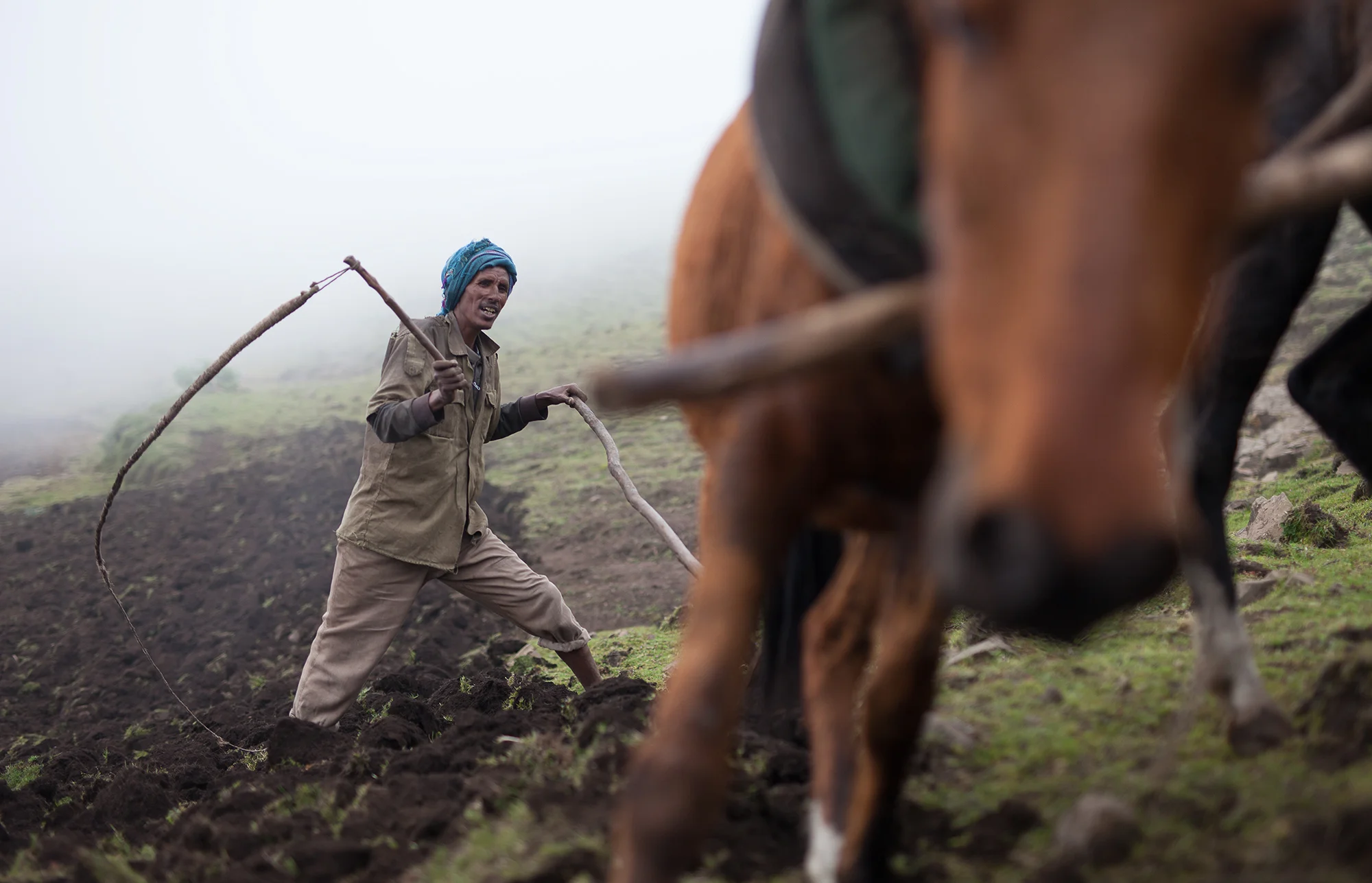 Negus Mahari is plowing his field on the Sona Plateau in the Simien Mountains