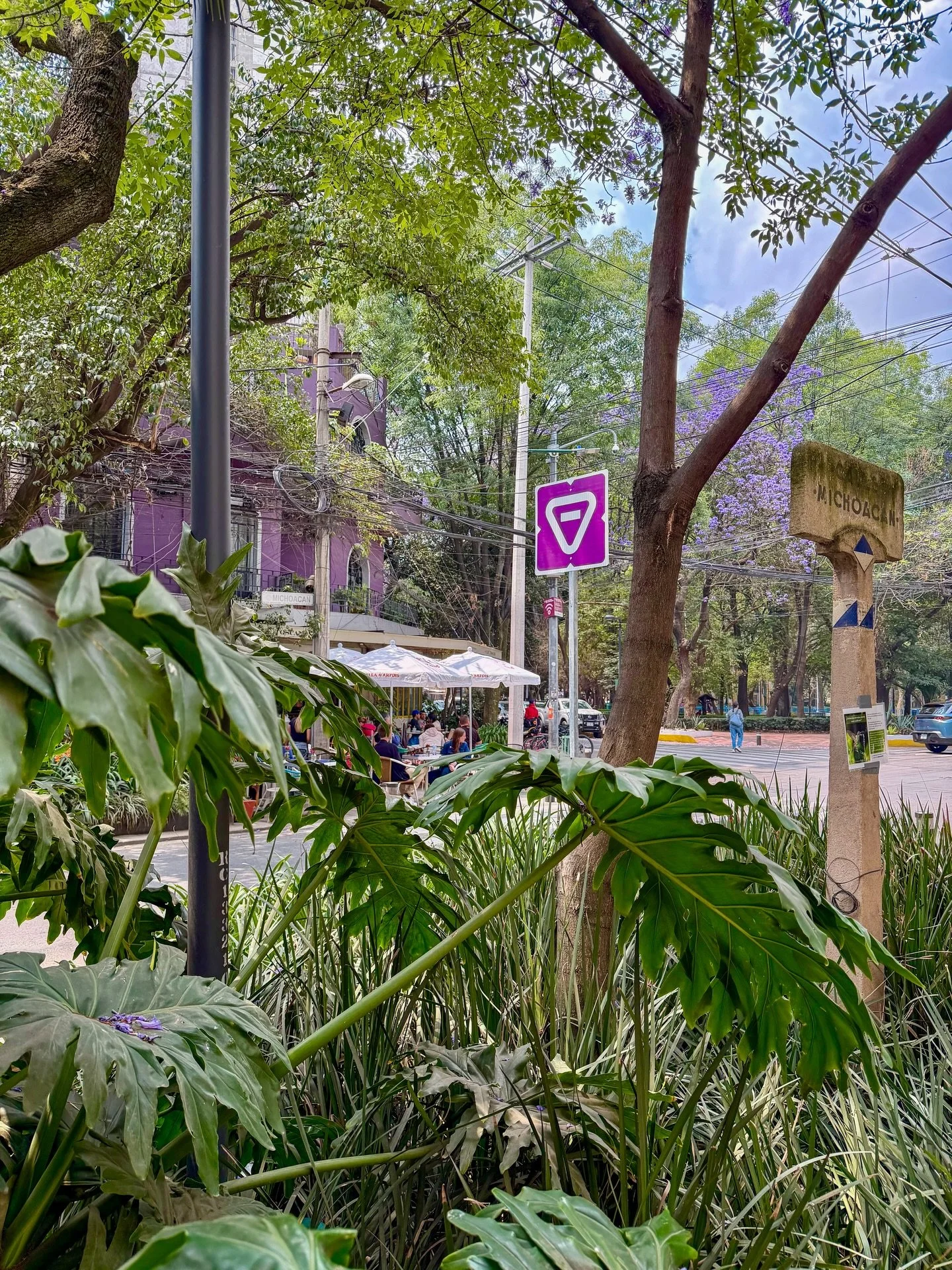 Spring break in lush, lovely Mexico City 10/10. We were lucky to visit while the jacarandas were in bloom. Color lovers, this is the place.

1. On the corner of churros &amp; Parque Mexico
2. Avenue Amsterdam in Condesa
3. Frieda and Diego&rsquo;s st