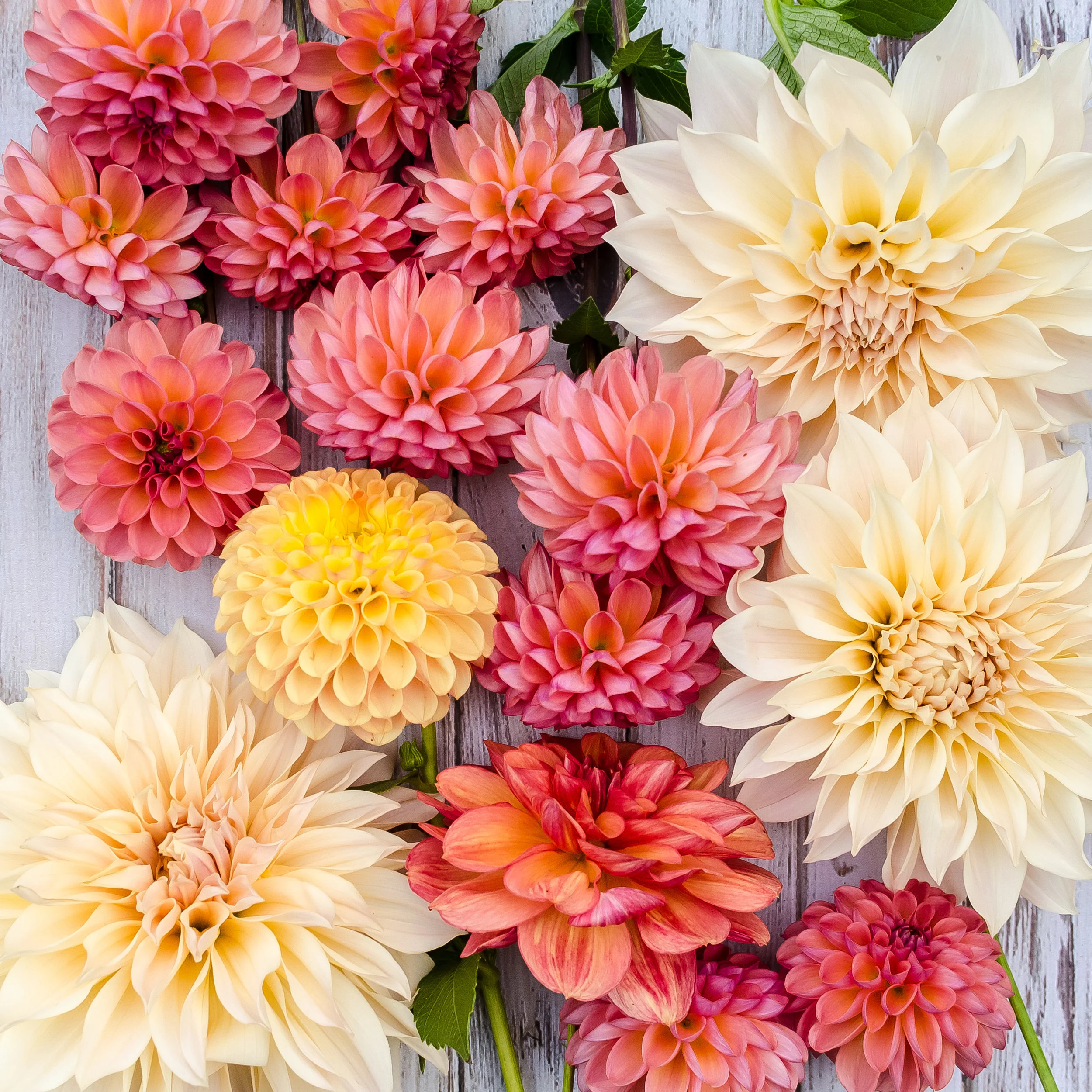 Mixed Dahlia Tuber Box