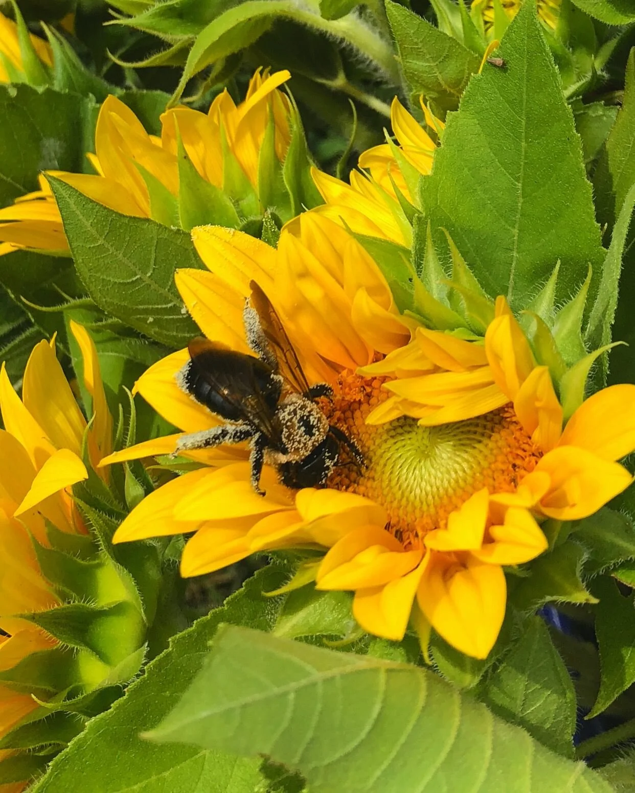 Planting for Pollinators