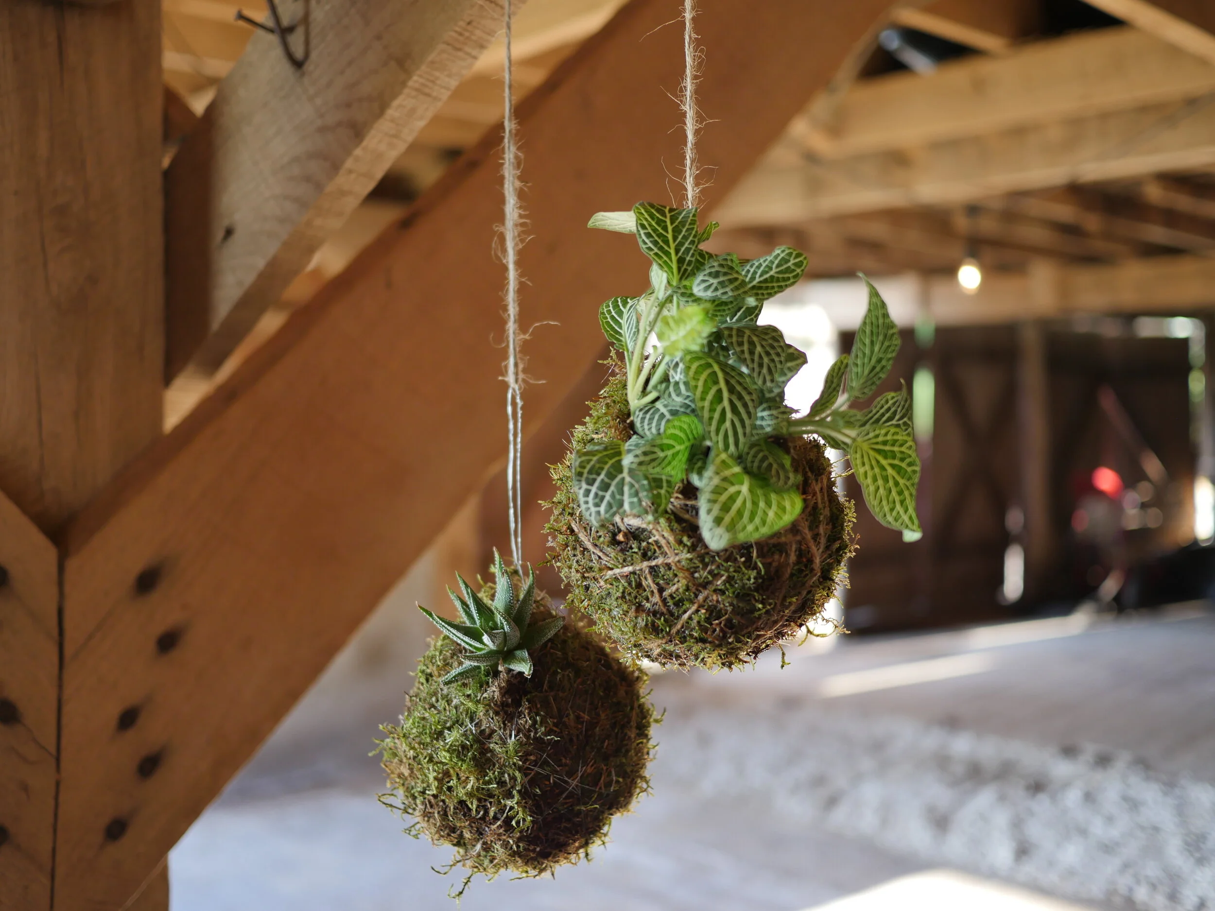 My Favorite Easy to Grow Houseplants