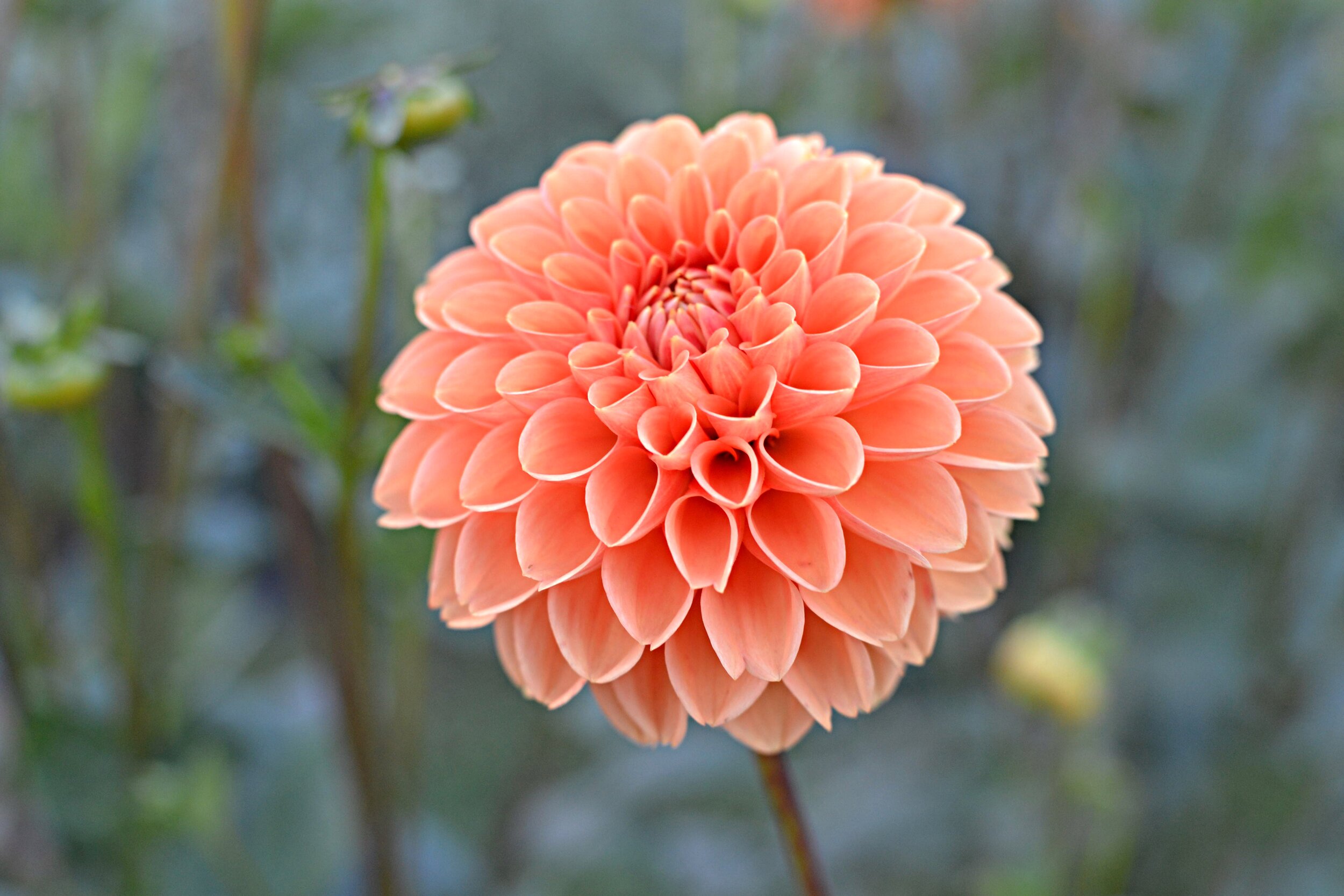 Flowers — Wildroot Flower Co.