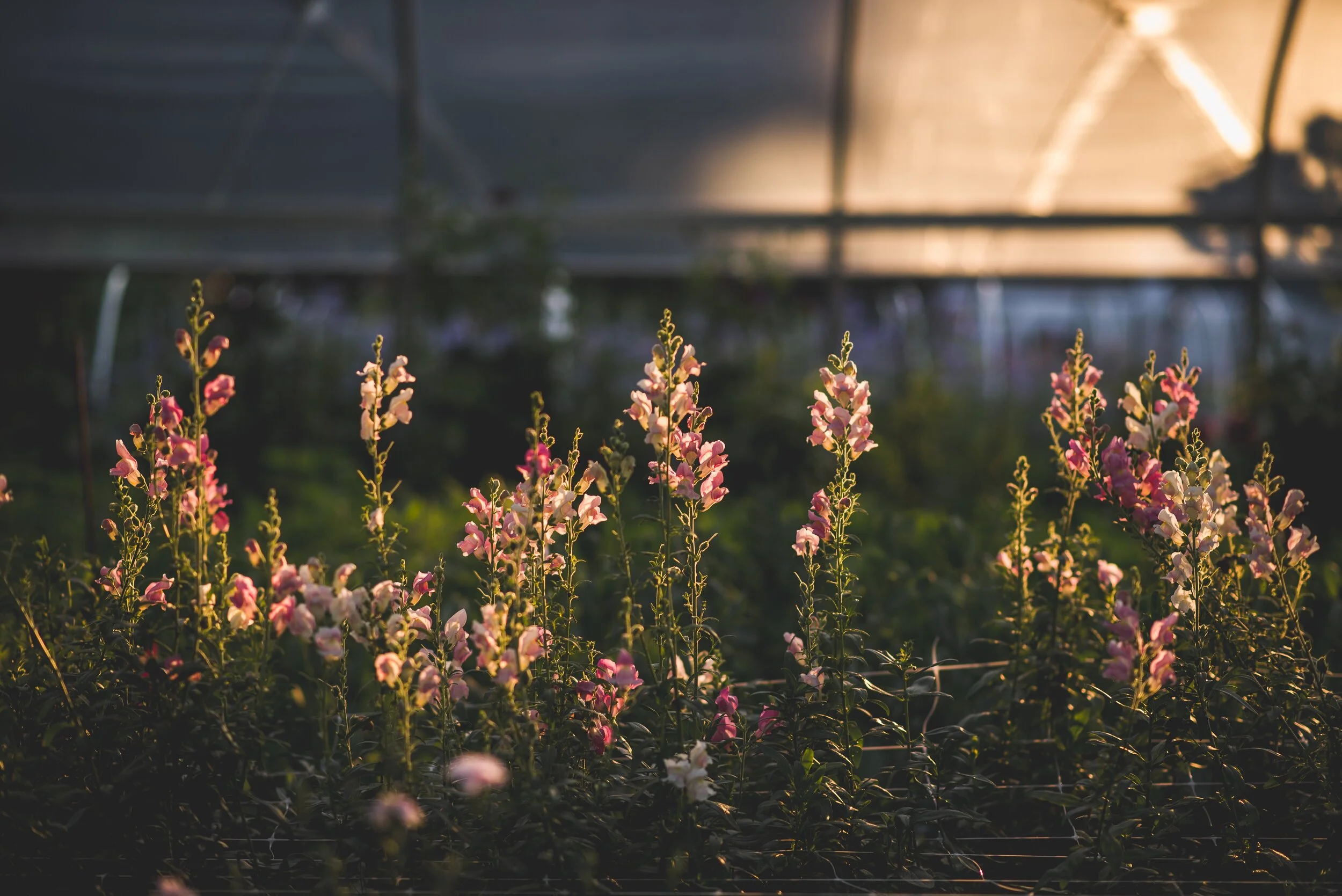 My Top 10 Gardening Tips for Beginners