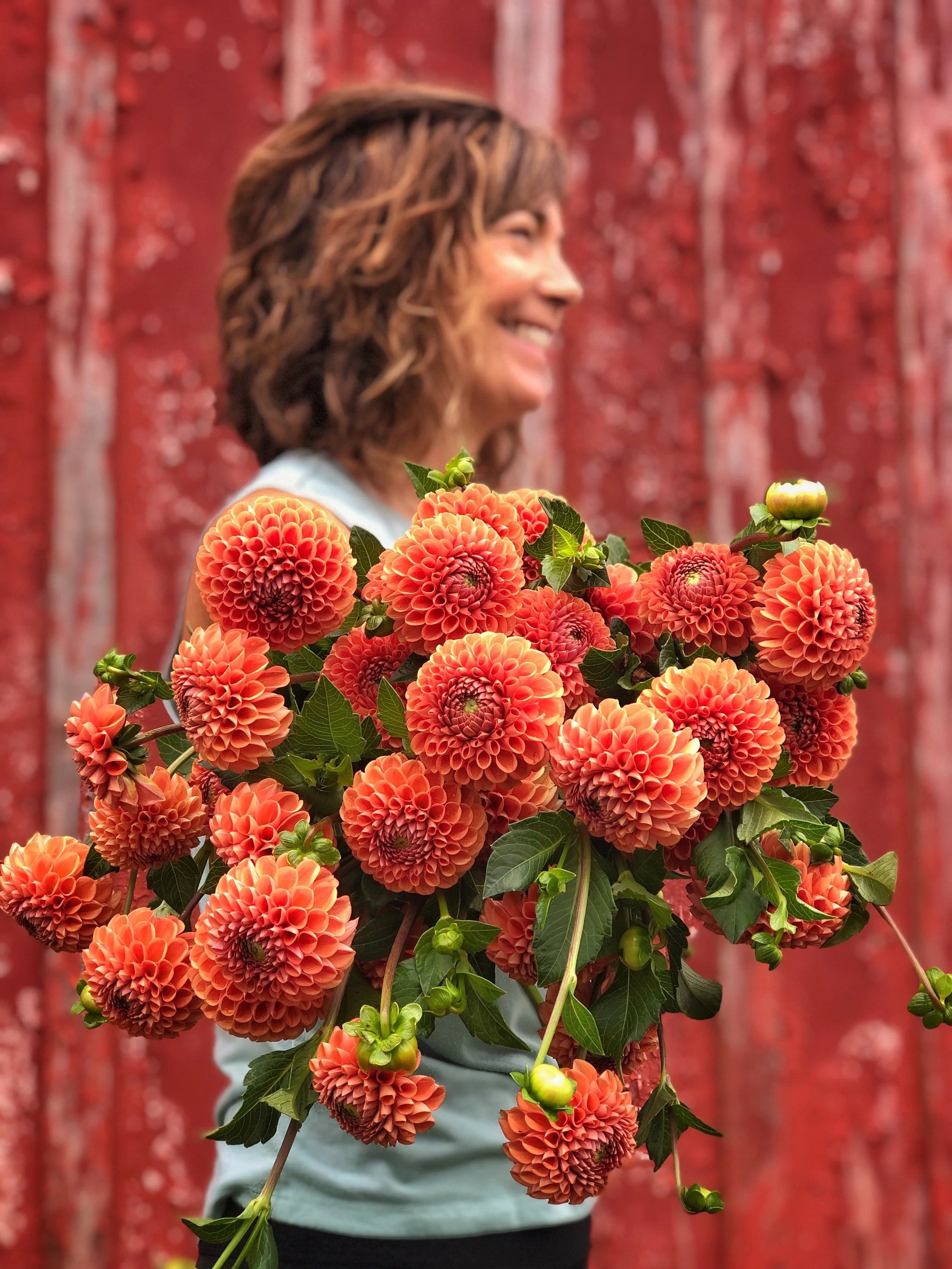 Dahlia 'Cornel Bronze'