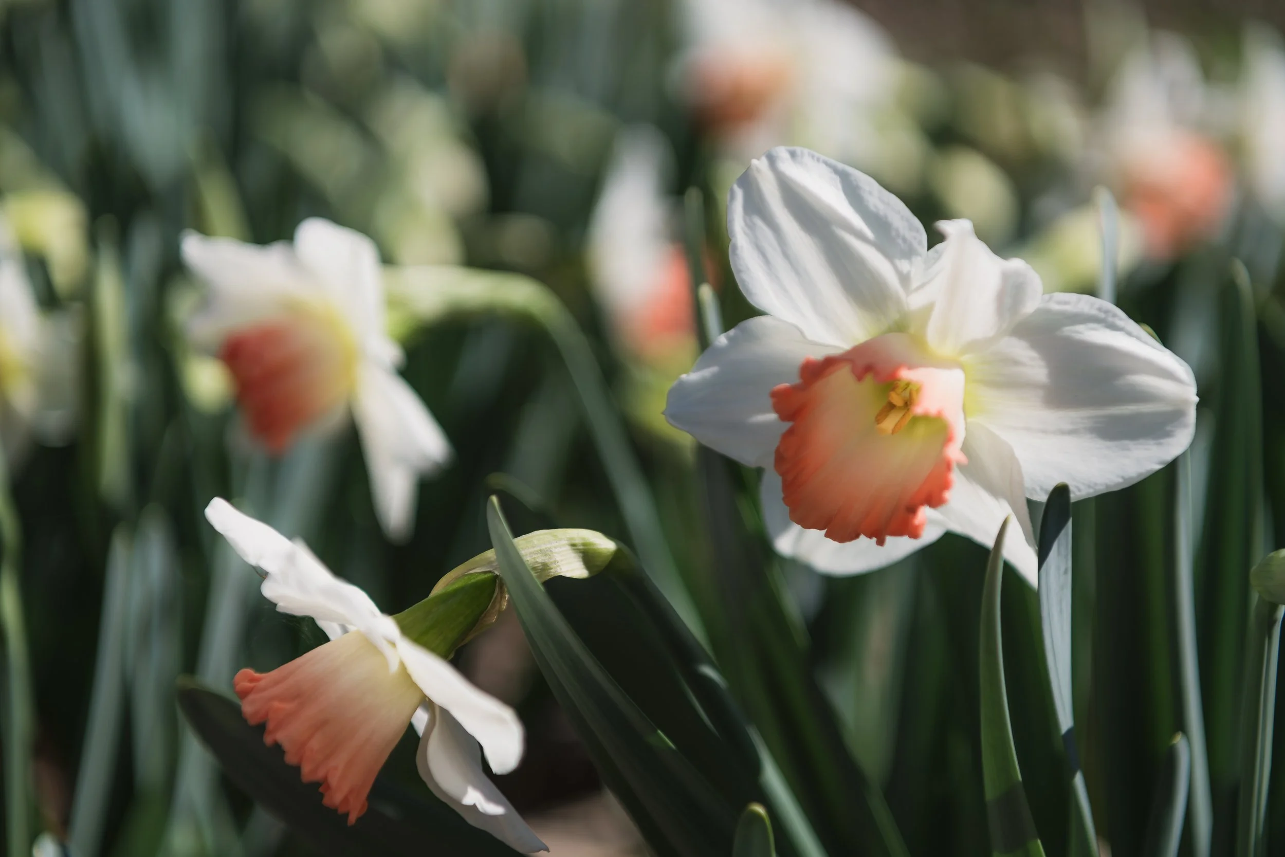 My March Gardening Calendar