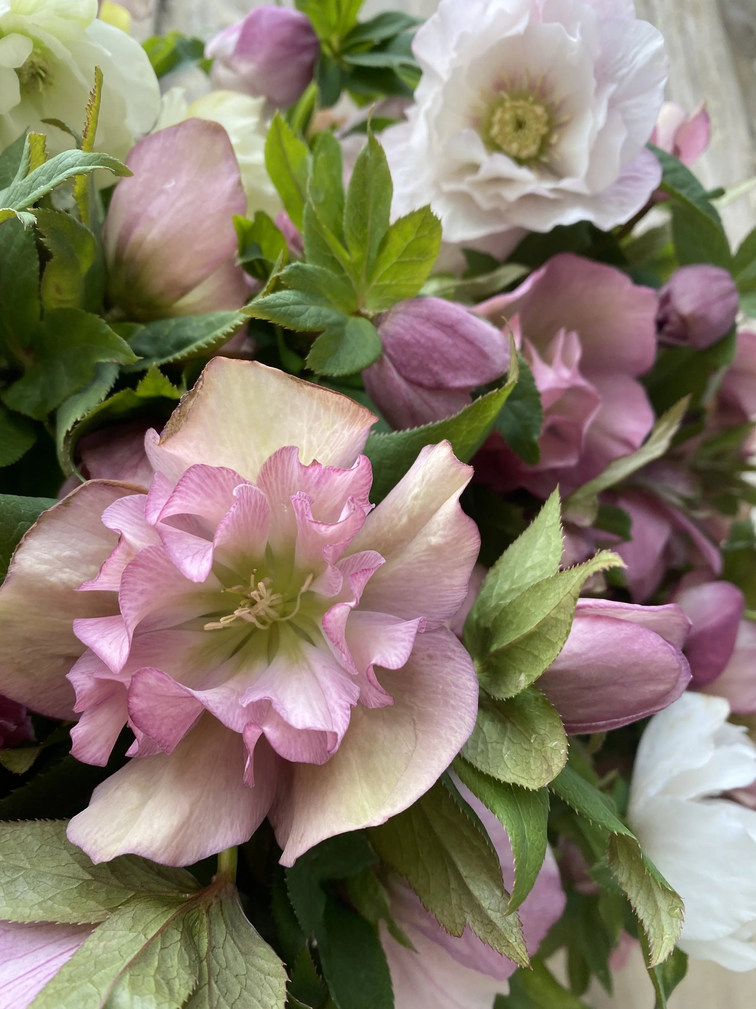 My April Gardening Calendar