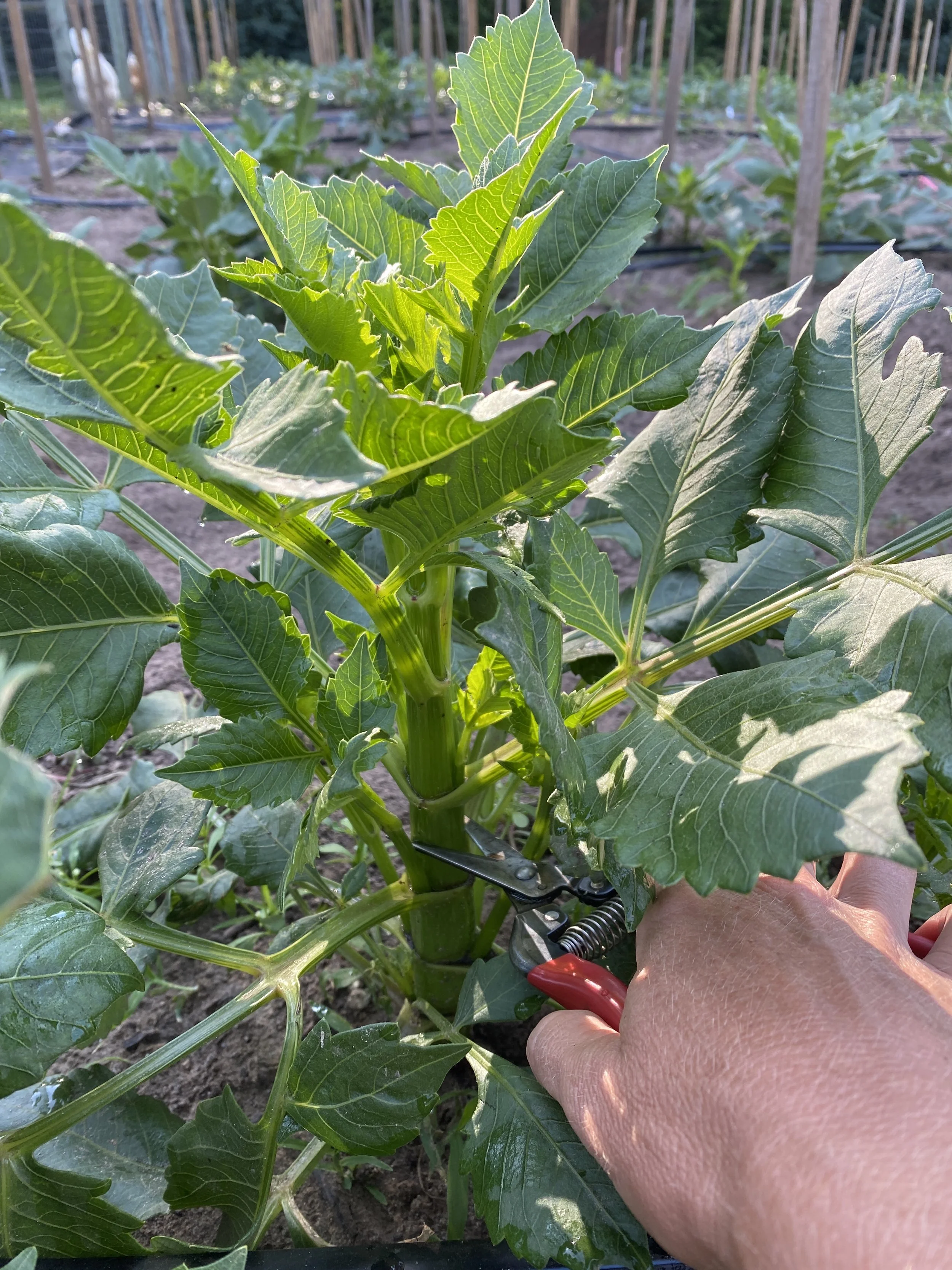 Summer Garden Maintenance