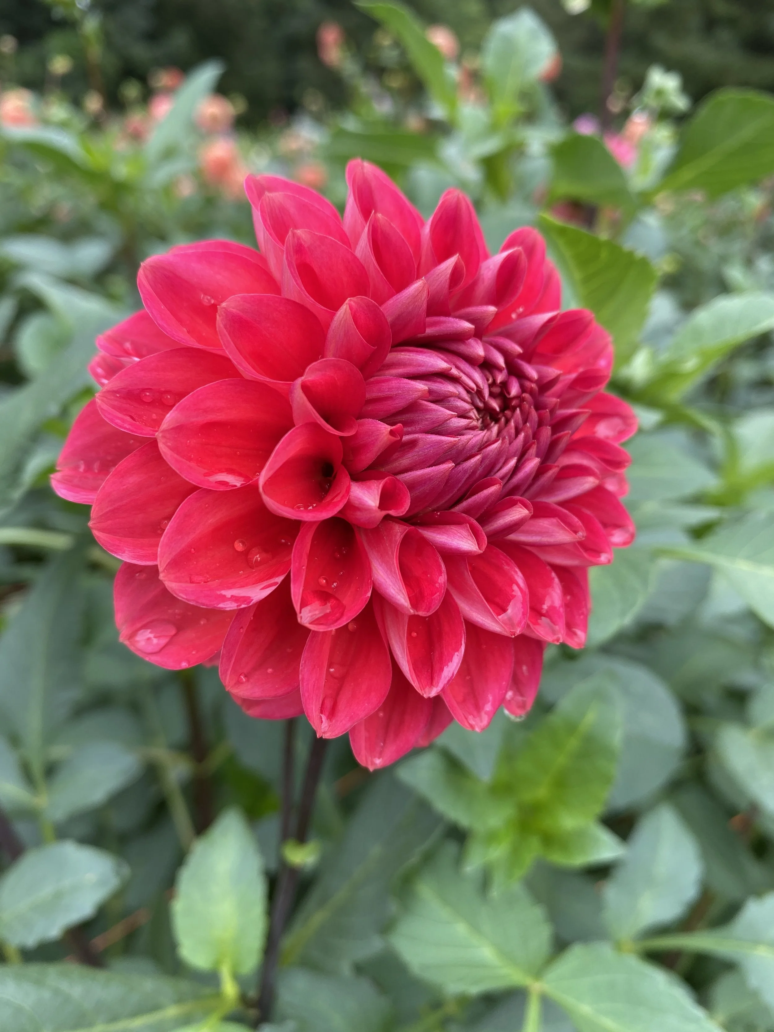Dahlia 'Tempest'